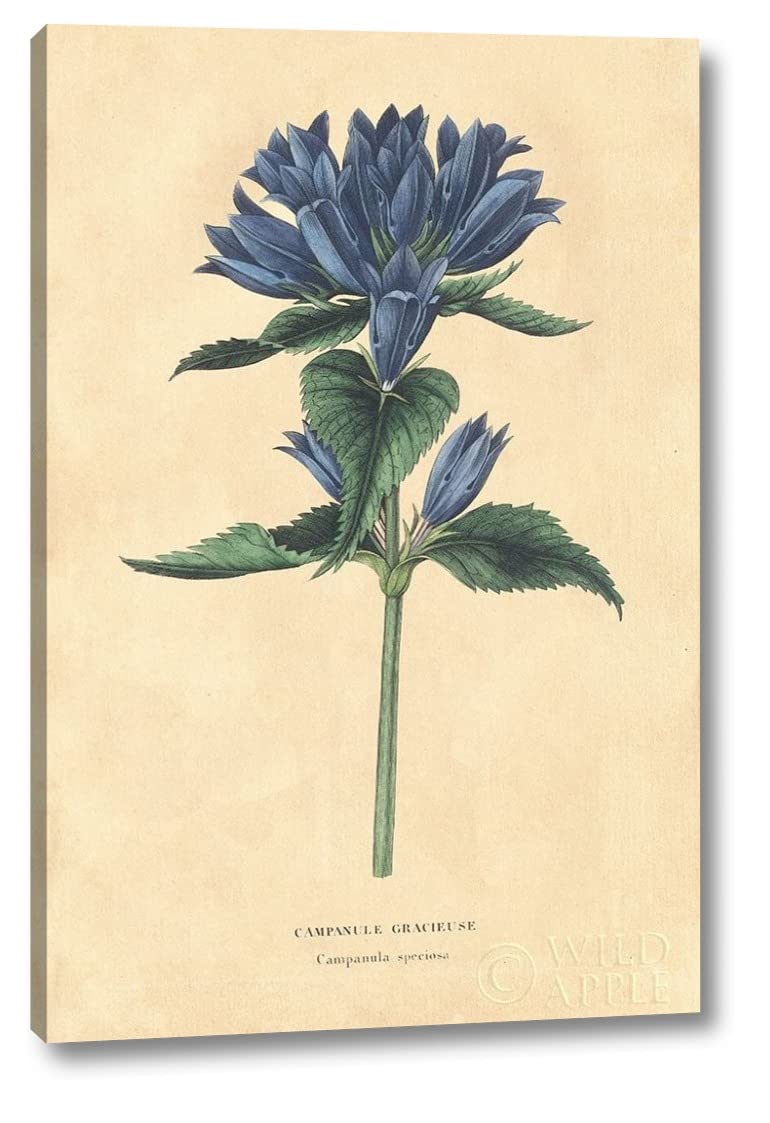 Vintage Campanula Floral Wall Art - 16x24 Inch Gallery Wrapped Canvas Print by Wild Apple - Ready to Hang for Living Room, Bedroom & Office Decor