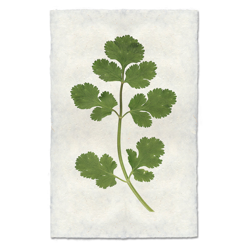 Vibrant Cilantro Art Print - Botanical Kitchen Decor - Perfect for Home, Restaurant & Office Wall Decor