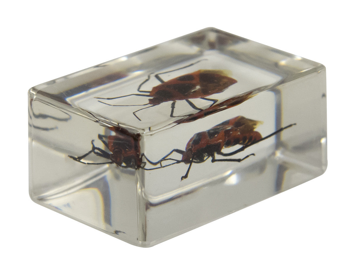 3D Bug Specimen Kit #1 - Realistic Insect Models for Science Education & Collectors | Perfect for Classroom, Home Schooling & Nature Exploration