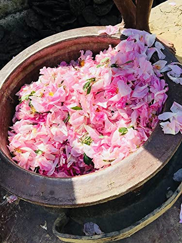 Nawab's Secret 100% Pure Natural Rose Water - 200ml (Pack of 2) 400ml Total - Food Grade Edible Rose Hydrosol for Skin Care, Facial Toner & Hair Revitalizer - Traditional Kannauj Deg-Bhapka Hydro Distillation - Perfect for DIY Beauty Recipes, Cooking & Aromatherapy