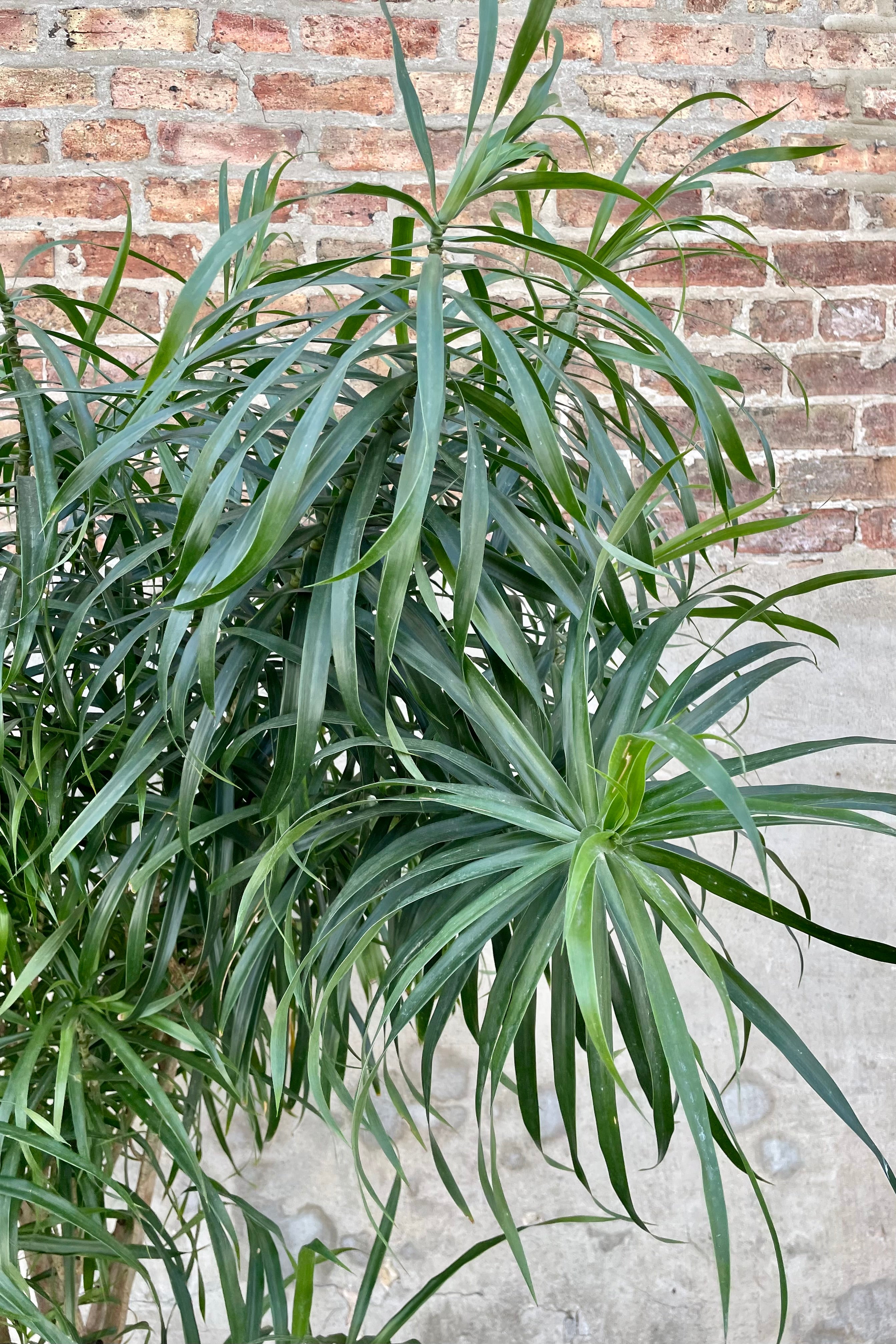 Dracaena 'Anita' 17