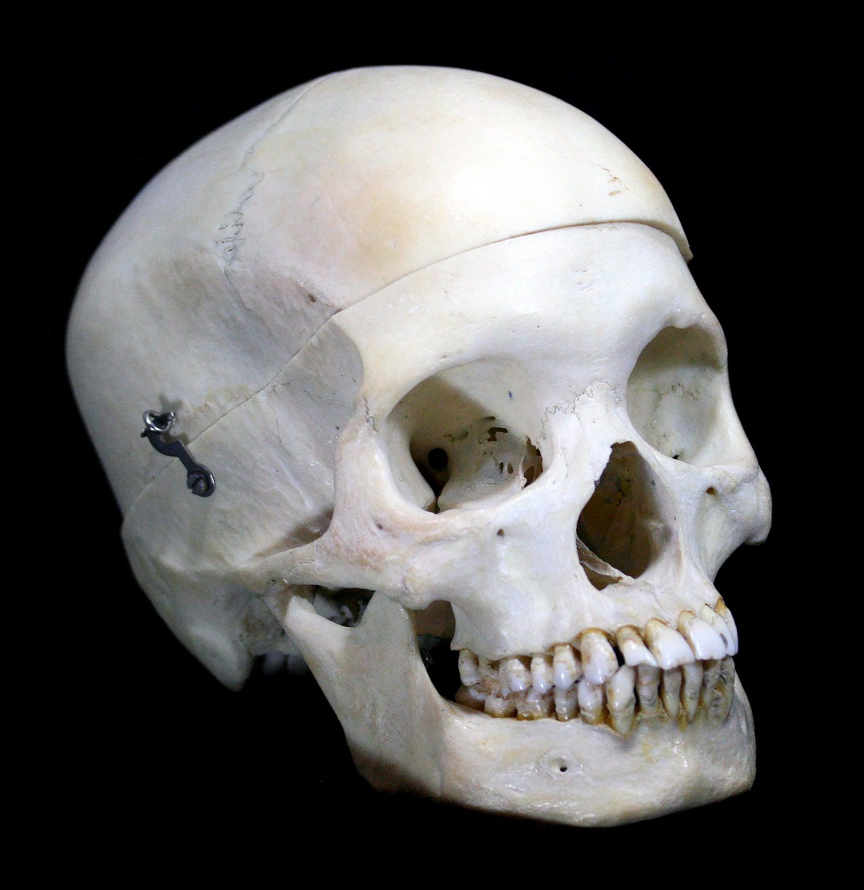 Realistic Female Human Skull Replica - Perfect for Halloween Decor, Anatomy Study & Medical Education - Ideal for Haunted Houses, Classroom Models & Halloween Props