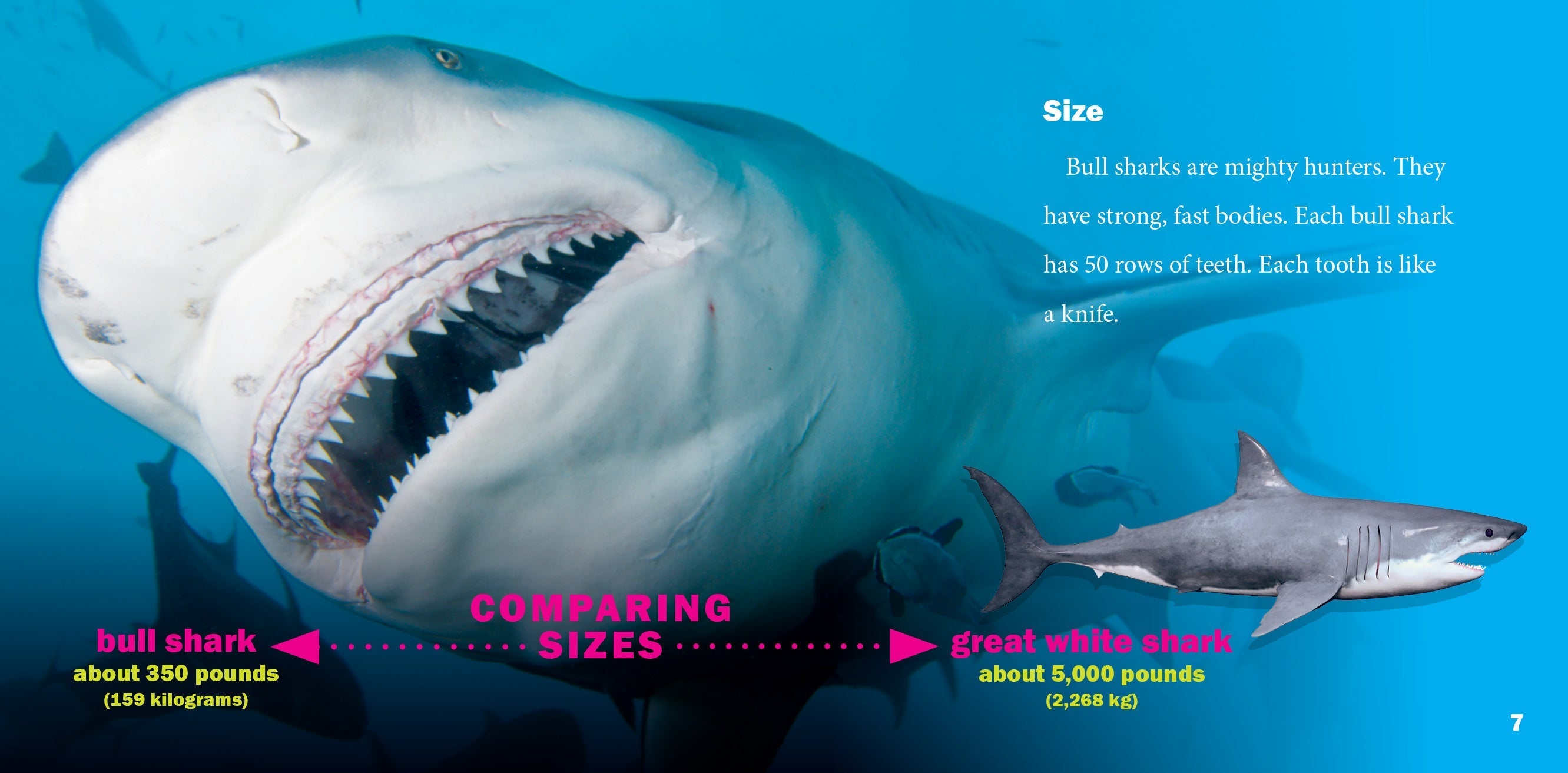 Bull Sharks Book - 9781623107888 - Explore Marine Life & Shark Facts for Kids & Adults - Perfect for Education & Ocean Enthusiasts