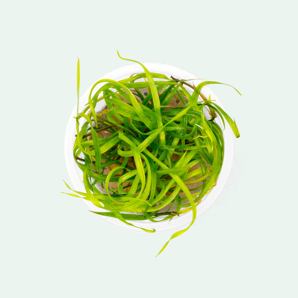 Helanthium Tenellum - Dwarf Chain Sword Aquatic Plant for Freshwater Aquariums | Perfect for Foreground Carpeting & Nano Tanks