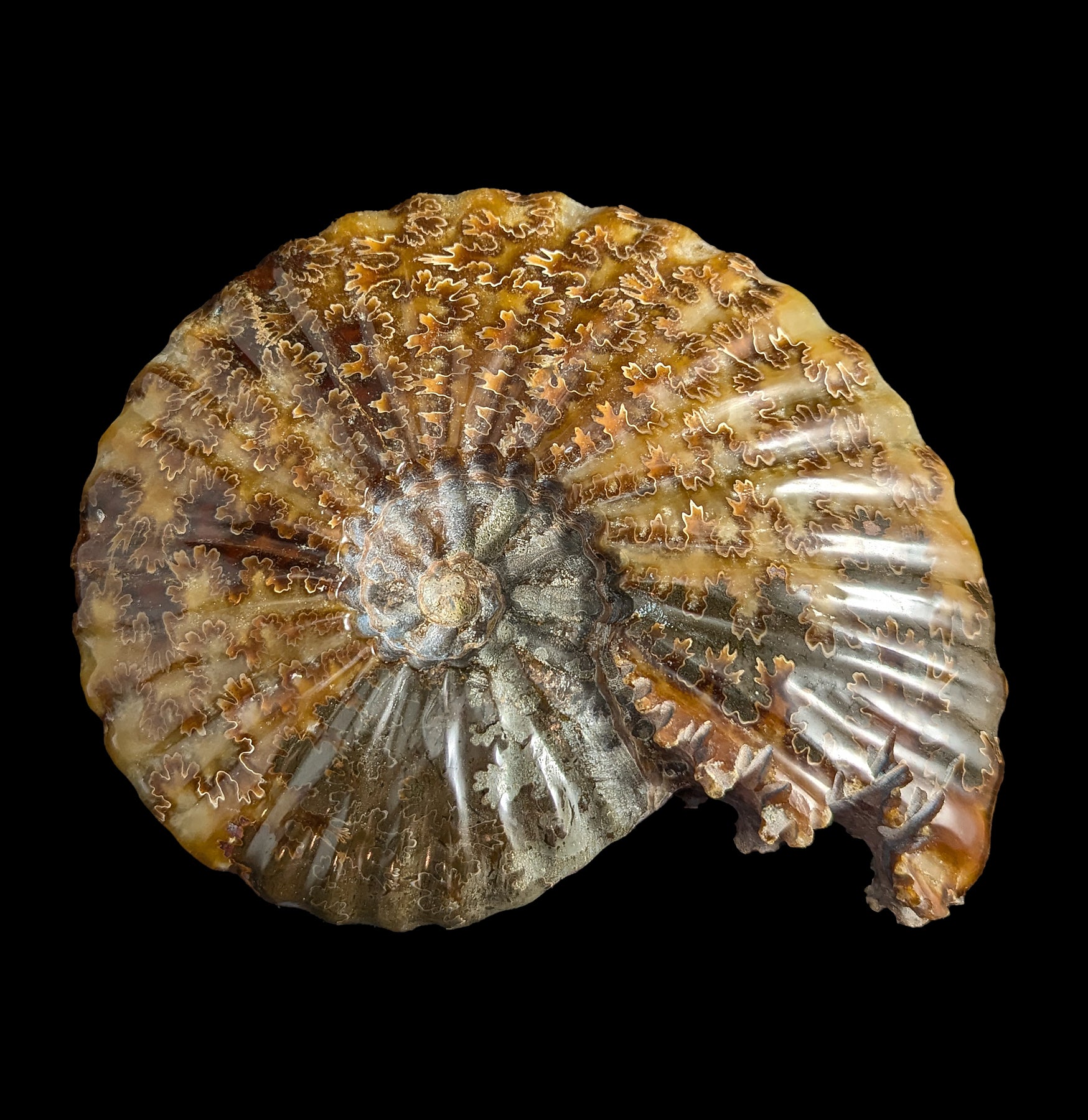 Agatized Ceratites Nodosus Ammonite Fossil Specimen - Rare Natural Stone for Collectors, Home Decor & Meditation Space
