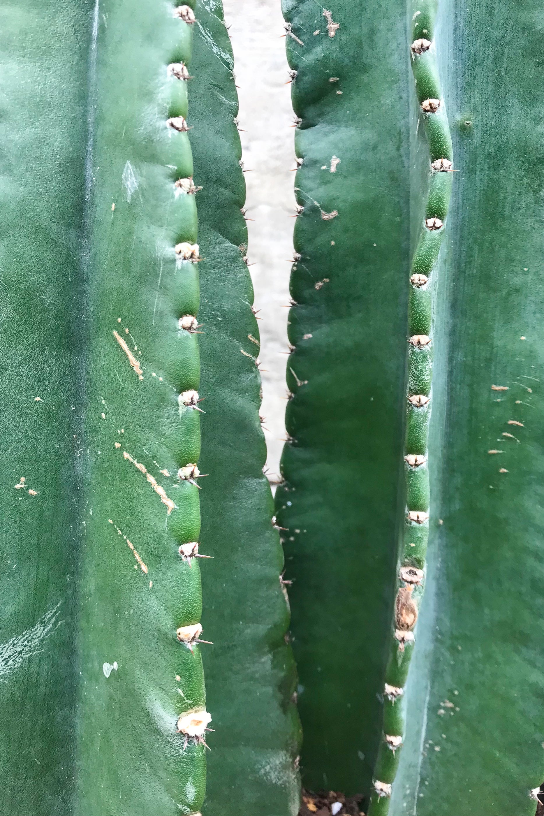 Buy Cereus Peruvianus Double Column Cactus - 10