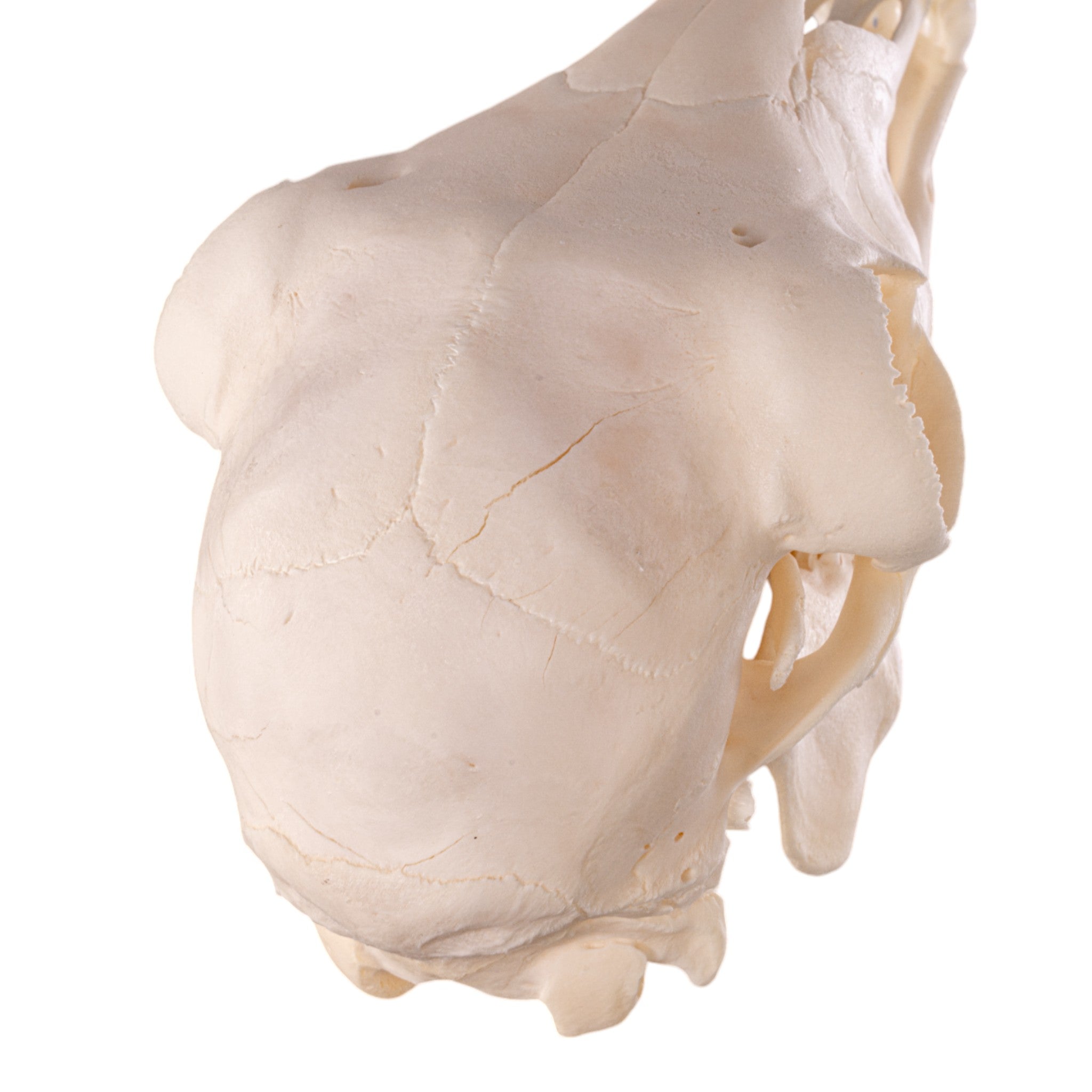 Authentic Domestic Goat Skull - Adolescent Size for Home Decor, Gothic Display, and Educational Use | Perfect for Halloween, Taxidermy, and Oddity Collections