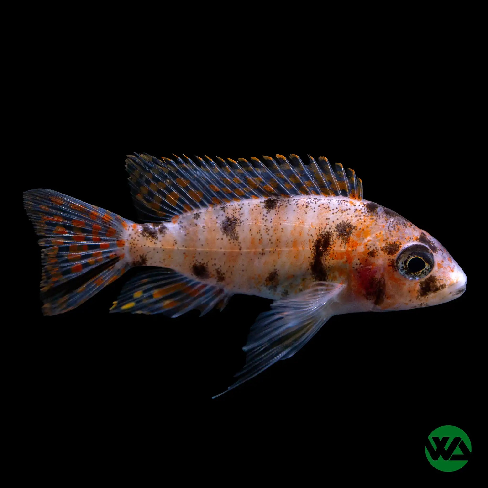 OB Peacock Cichlid (Aulonocara sp.) - Colorful Freshwater Aquarium Fish for African Cichlid Tanks & Home Aquascaping