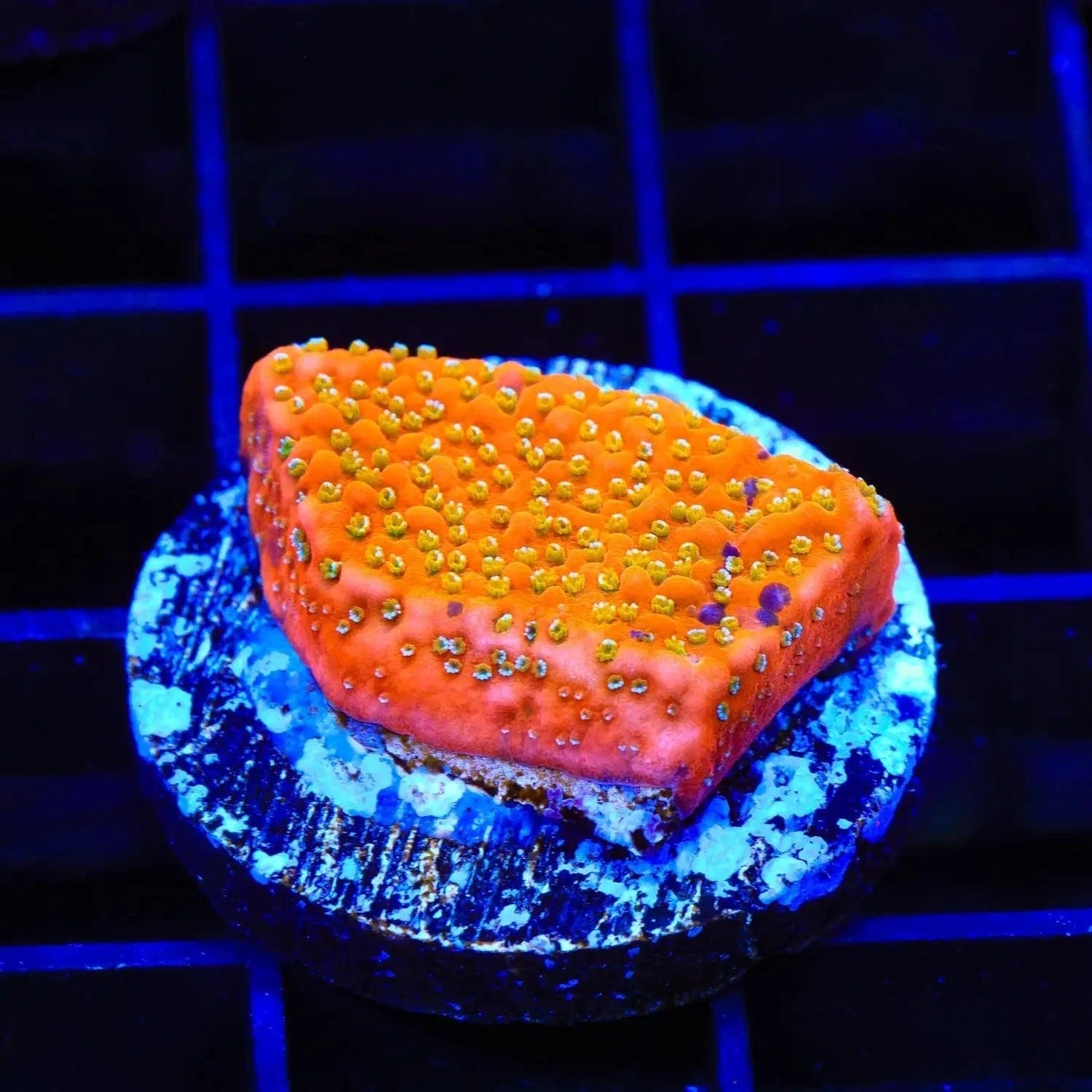 Aquamans Revenge Montipora Coral - Vibrant Saltwater Coral for Reef Aquariums | Perfect for Marine Tank Decoration & Coral Propagation