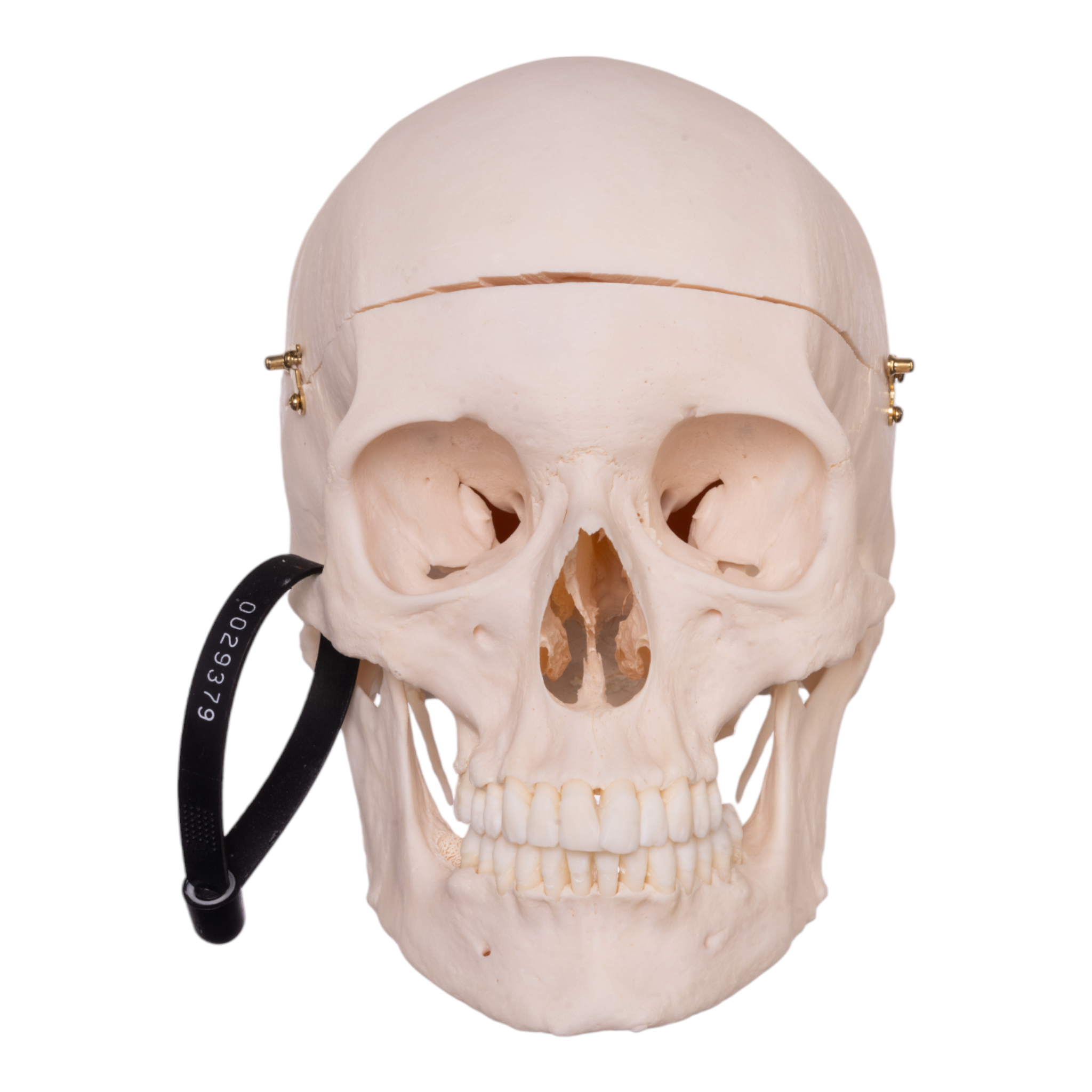 Premium Anatomical Human Skull Model - Medical Research, Student Study & Halloween Decor - Realistic Detailed Replica for Doctors, Teachers & Collectors