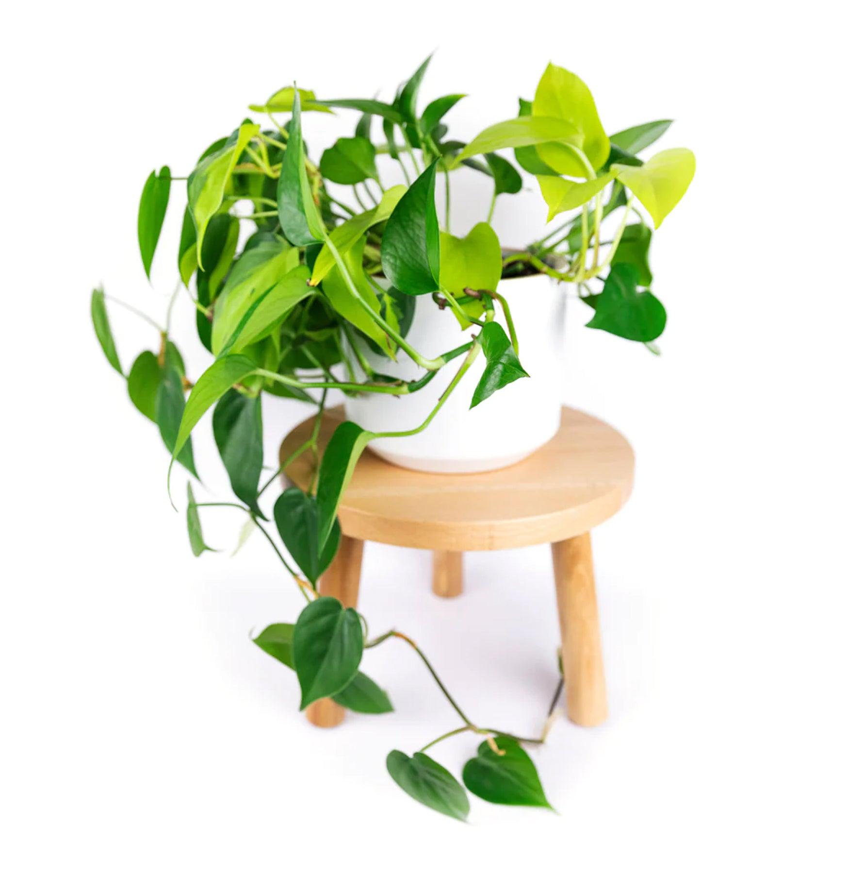 Modern Stool Style Plant Stand - Indoor & Outdoor Decorative Flower Pot Holder for Home Garden Decor | Perfect for Living Room, Patio, Balcony