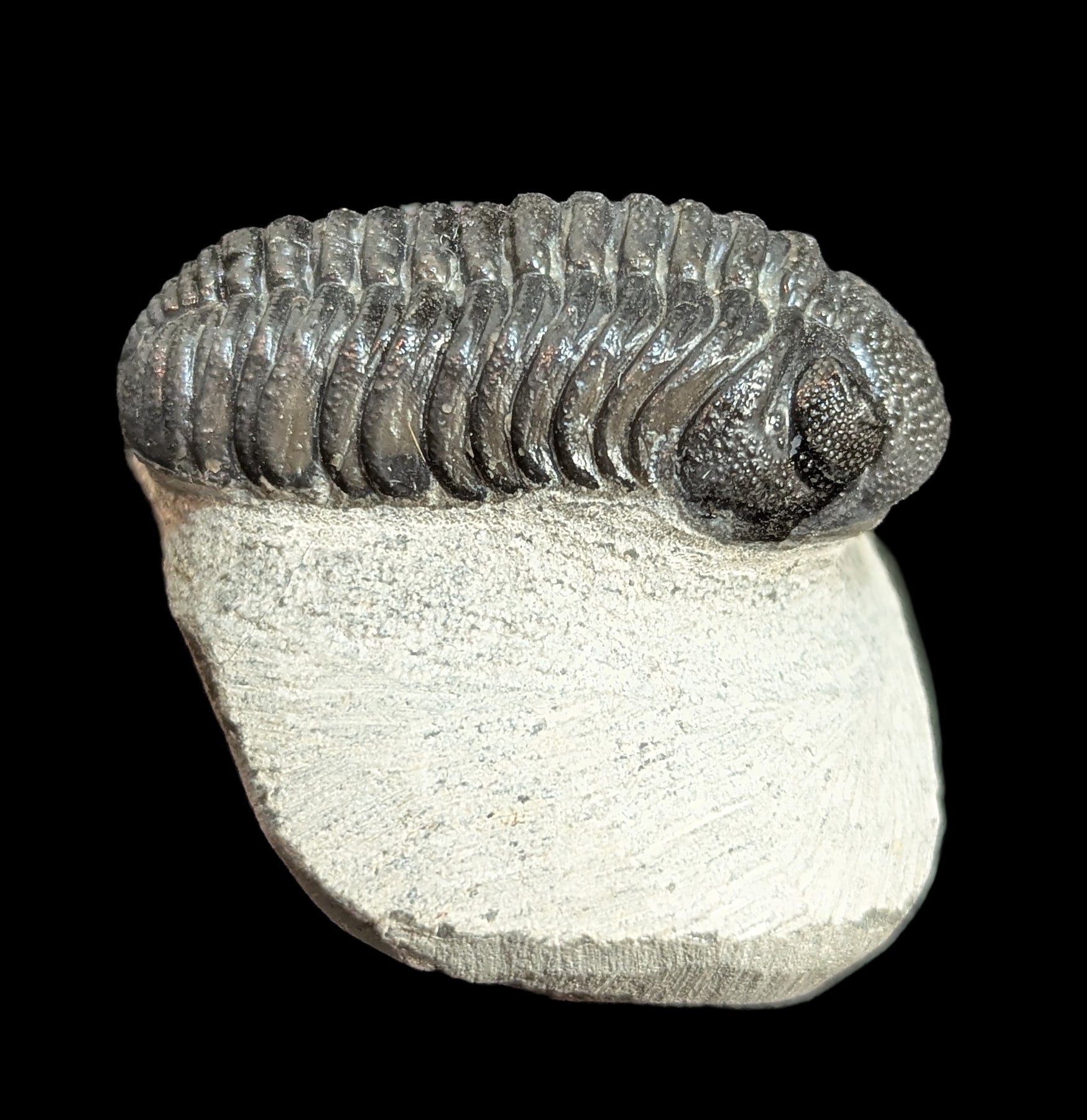 Authentic Phacops Rana Trilobite Fossil in Matrix - Rare Devonian Era Specimen for Collectors & Science Education - Perfect for Home Display, Classroom Teaching & Paleontology Studies