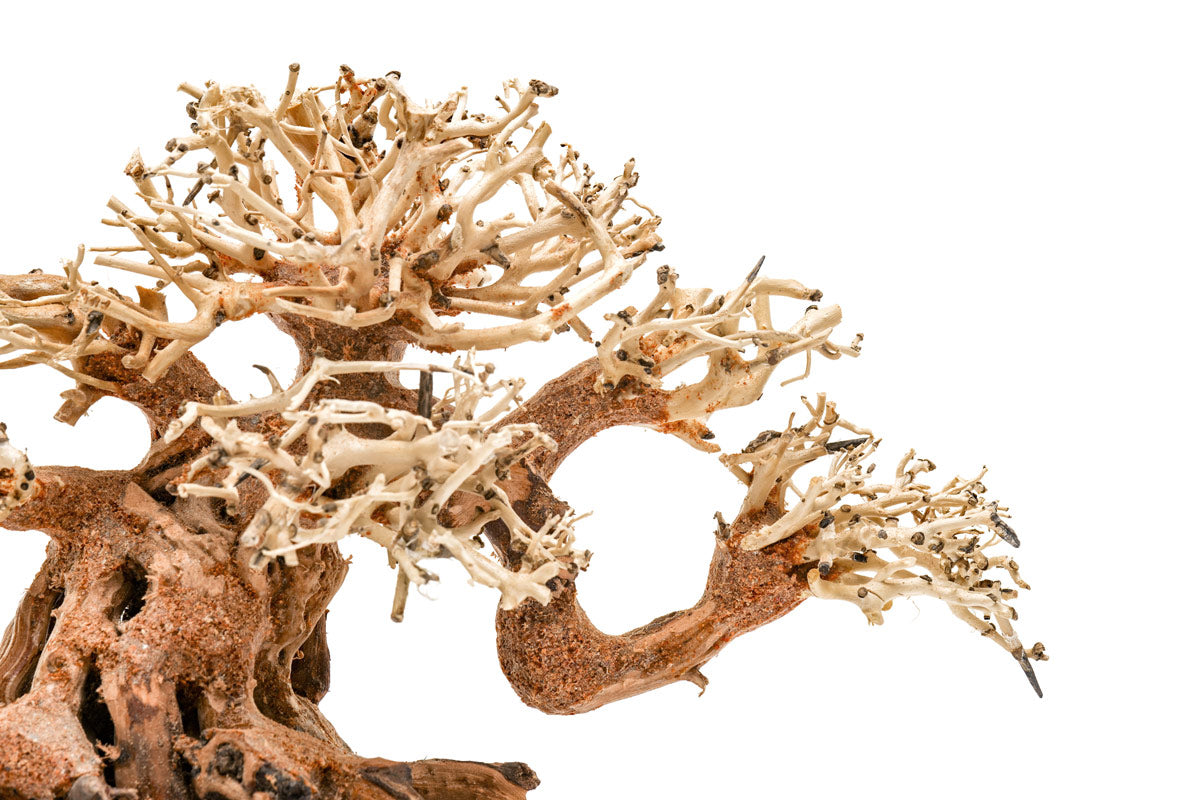 Premium Uns Bonsai 014 - Miniature Bonsai Tree for Home & Office Decor, Zen Garden, Gift Idea