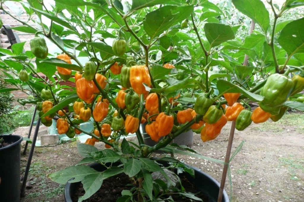 Orange Habanero Pepper Seeds (1000 Count) - Capsicum Chinense - 40x Hotter Than Jalapeno - Perfect for Home Gardening, Hot Sauce Making & Spicy Food Lovers
