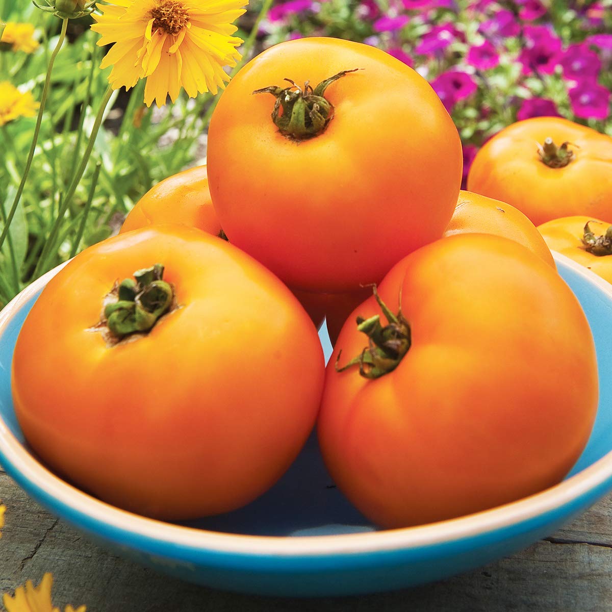 Burpee 'Orange Wellington' Hybrid Tomato Seeds - Non-GMO Orange Beefsteak Slicing Variety (65 Seeds) | Perfect for Home Gardens, Fresh Salads & Canning