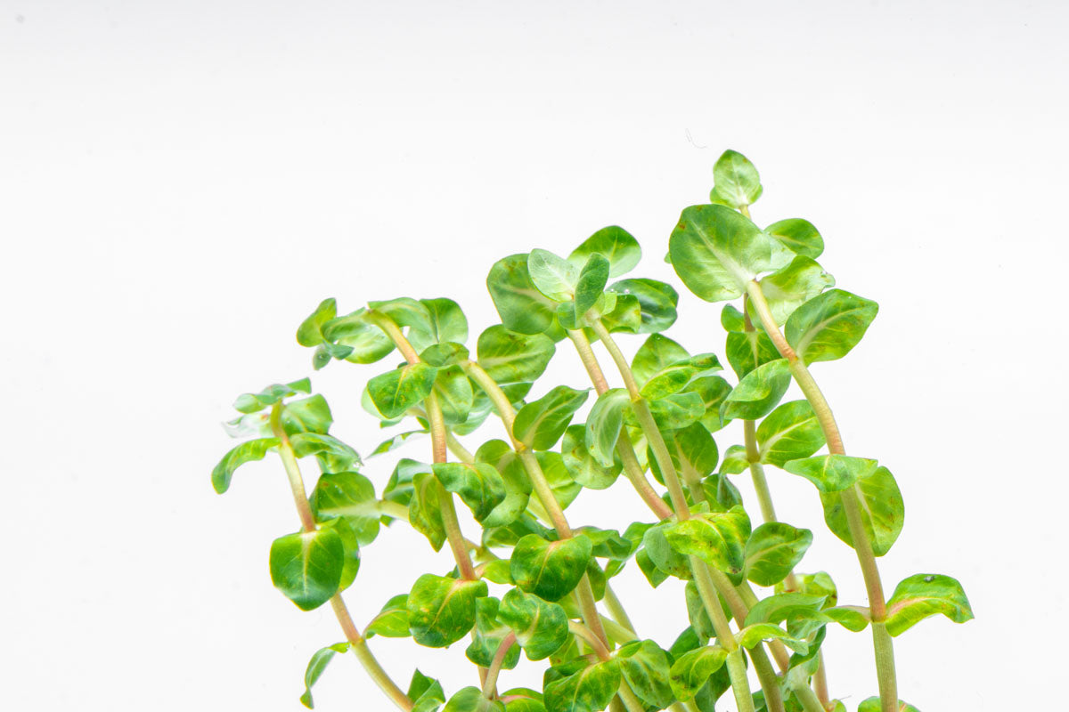 Rotala Sp. Pearl - Live Aquarium Plants for Freshwater Fish Tanks | Perfect for Aquascaping, Nano Tanks & Shrimp Habitats