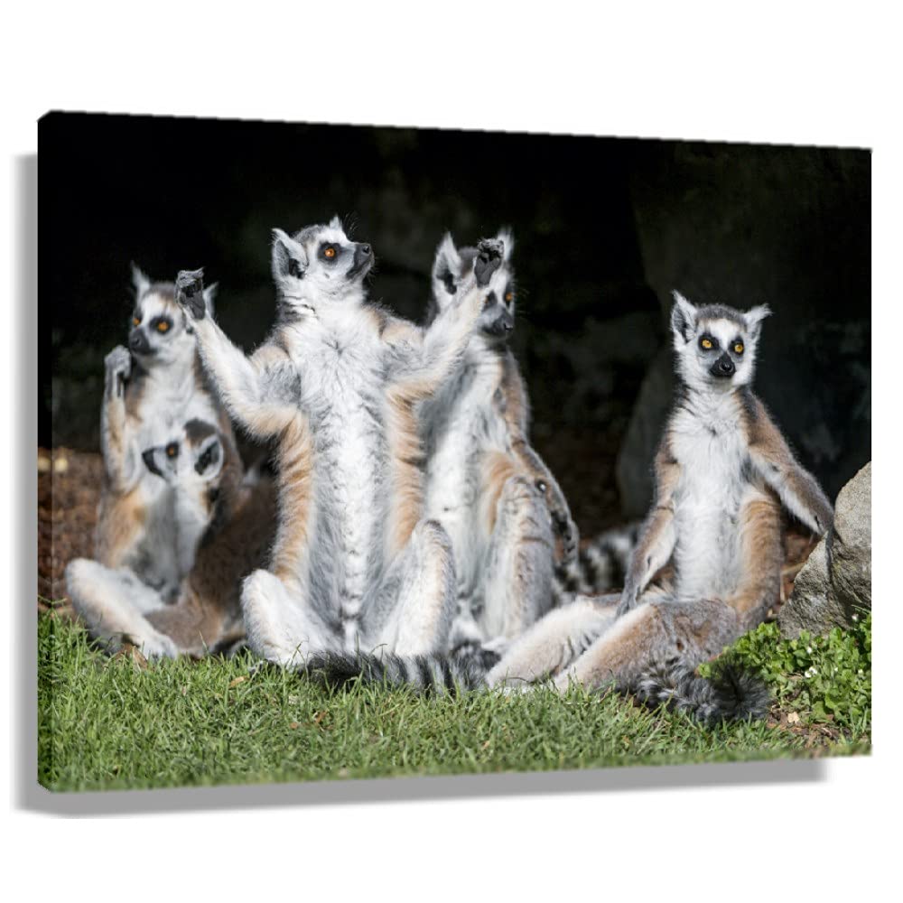 ARAPPS Ring-Tailed Lemurs Sunbathing - Cute Animal Wall Art Print for Bathroom, Bedroom & Kitchen Decor - Framed Canvas Oil Painting Giclee Poster (24x36 inches/60x90cm) - Perfect for Home, Office & Gift Giving