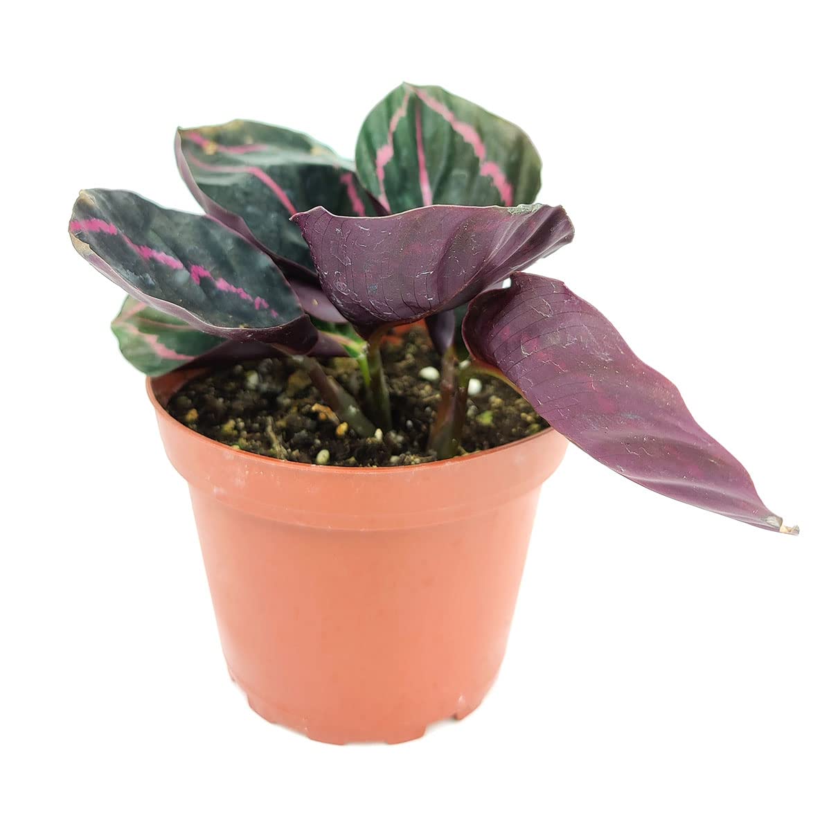 Calathea Dottie Live Plant - 4