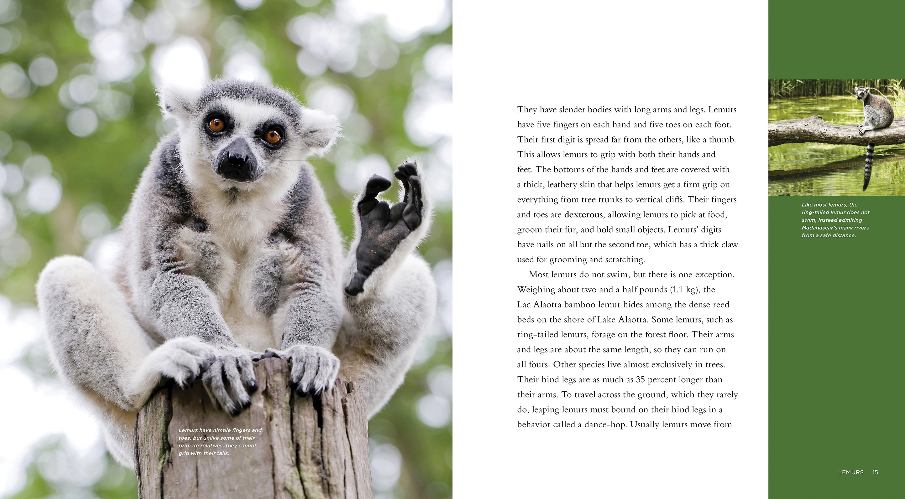 Lemurs: 9781608188307 - Educational Book for Wildlife Enthusiasts & Nature Lovers - Perfect for Classroom Learning & Animal Research