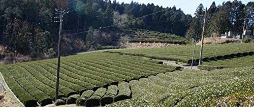 Premium Organic Sencha Green Tea Loose Leaf from Japan - ShiZen Tea (100% Natural, Antioxidant-Rich) | Perfect for Daily Wellness, Iced Tea & Japanese Tea Ceremonies