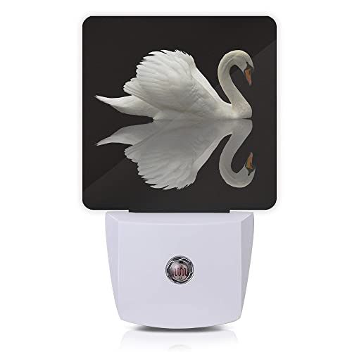 White Swan