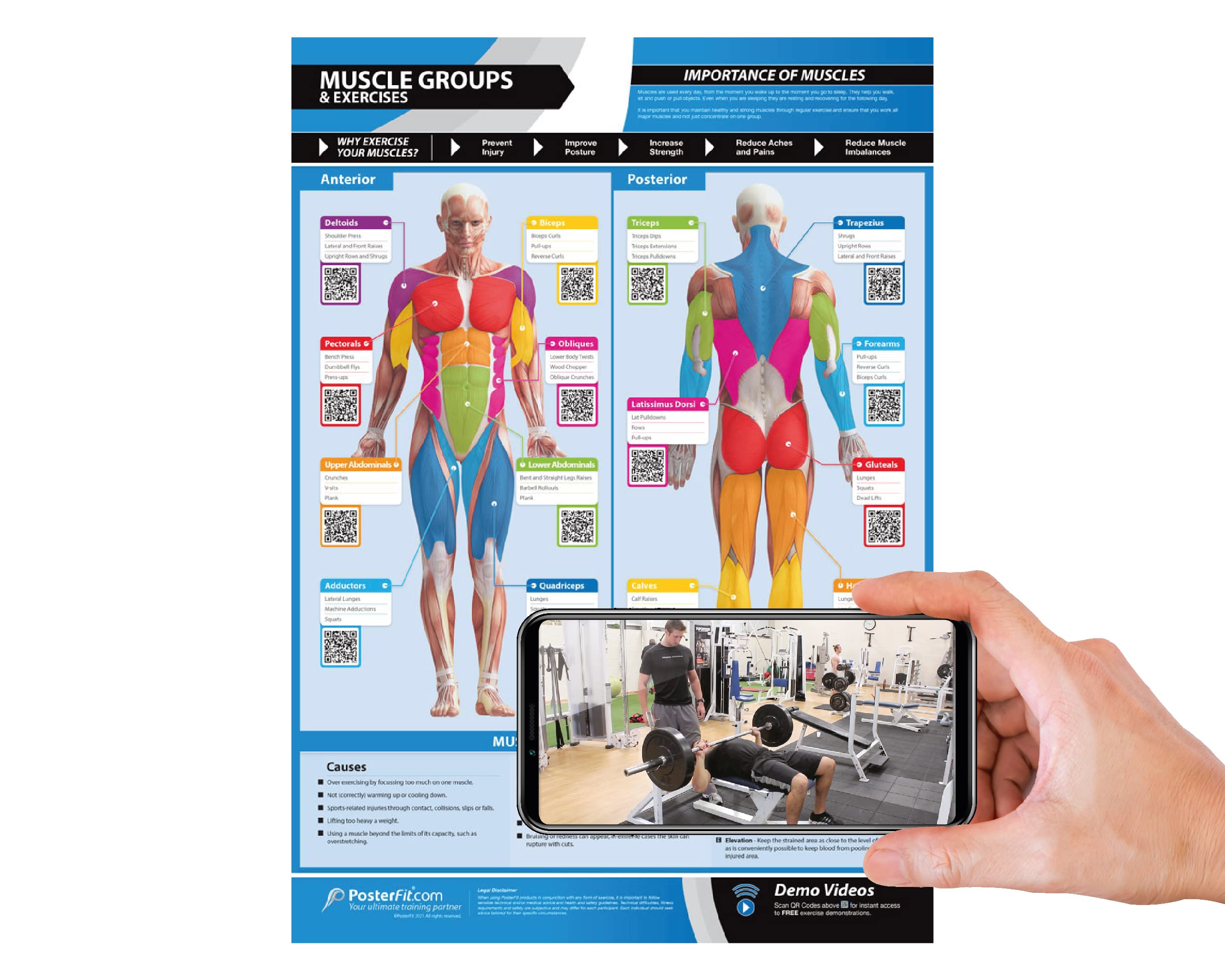 Muscle Groups & Exercise Gym Poster - LARGE 24