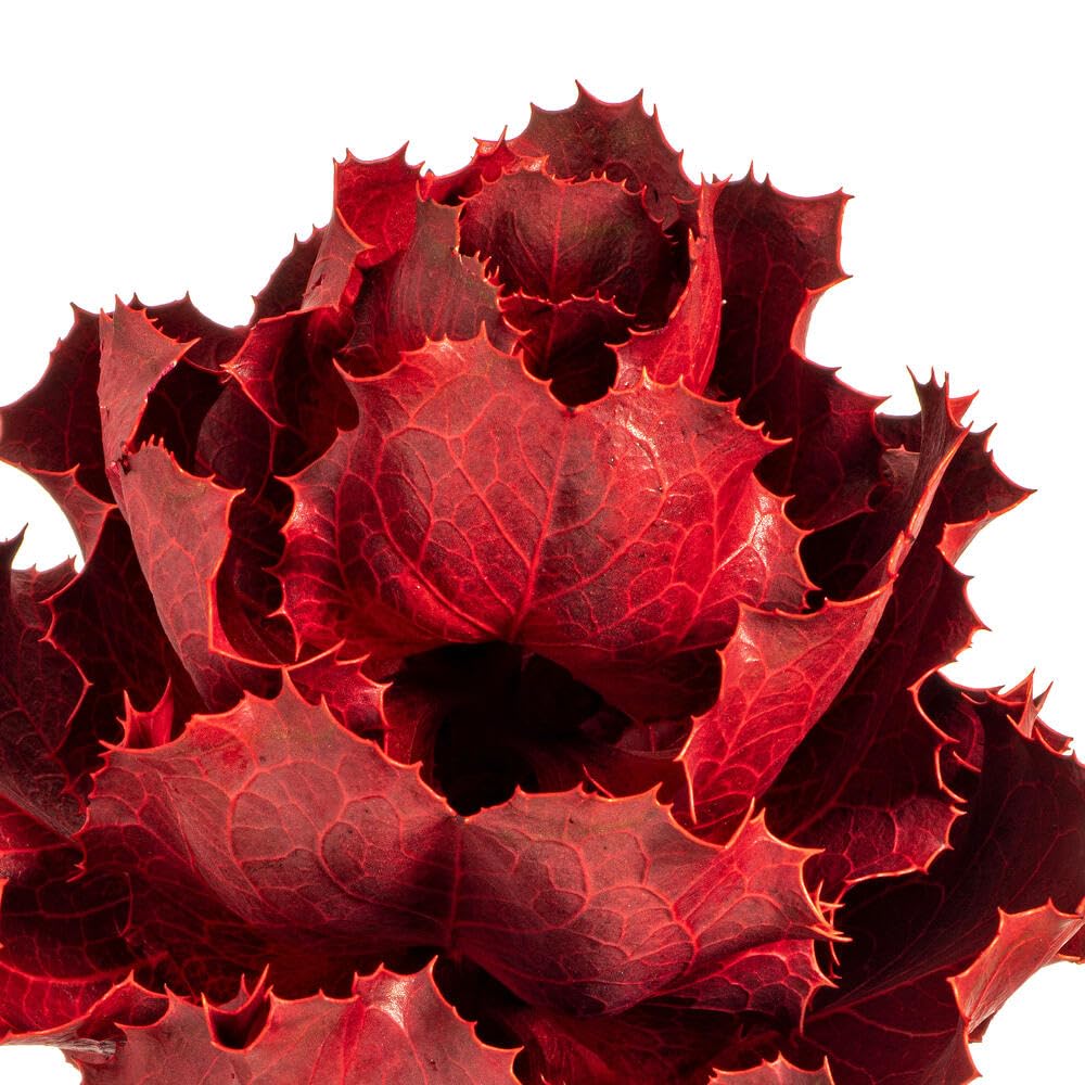 Vickerman 8 Inch Artificial Dried Red Queen Protea Flower - Perfect for Home Decor, Wedding Centerpieces, and DIY Floral Arrangements