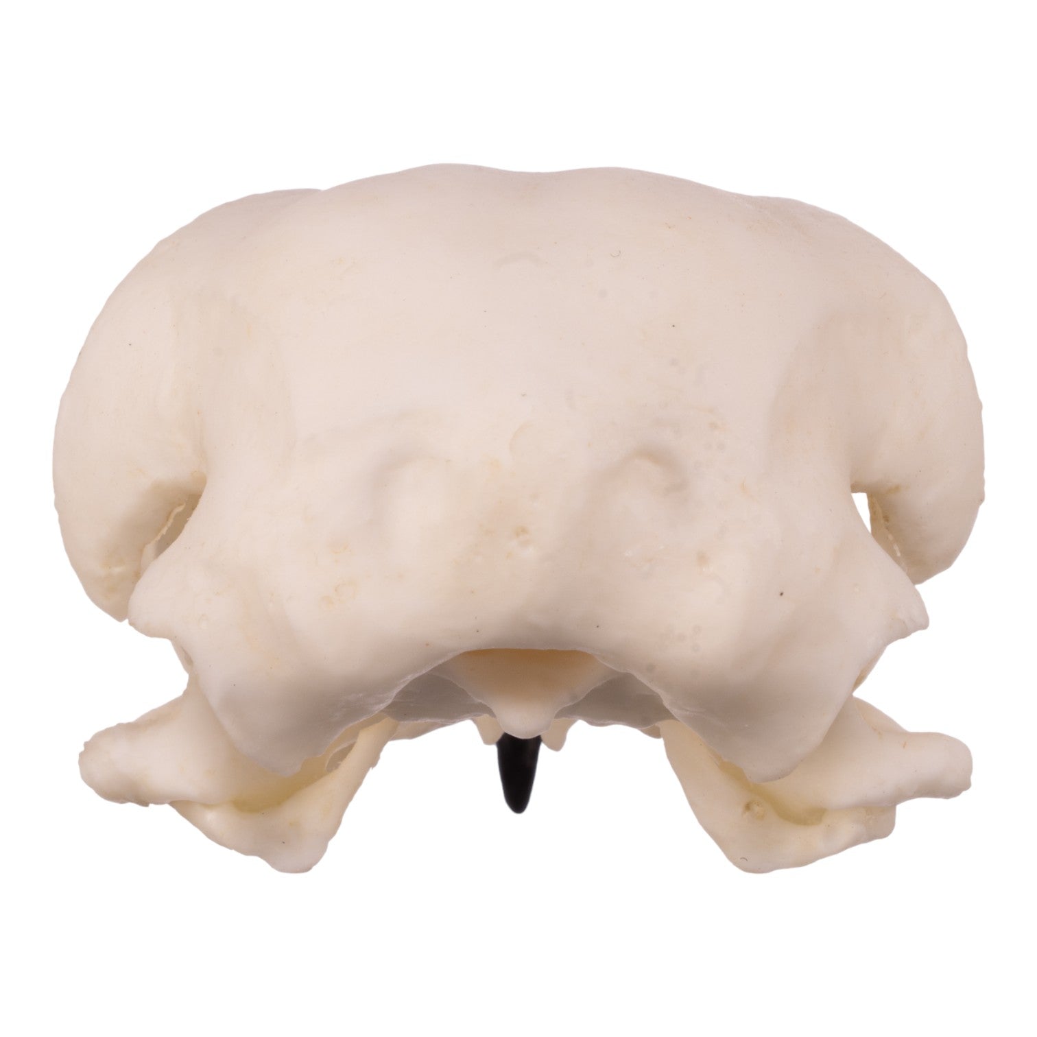 Authentic Replica Red-Tailed Hawk Skull - Lifelike Taxidermy Decoration for Home, Office & Gothic Decor | Halloween, Witchcraft & Nature Study Display