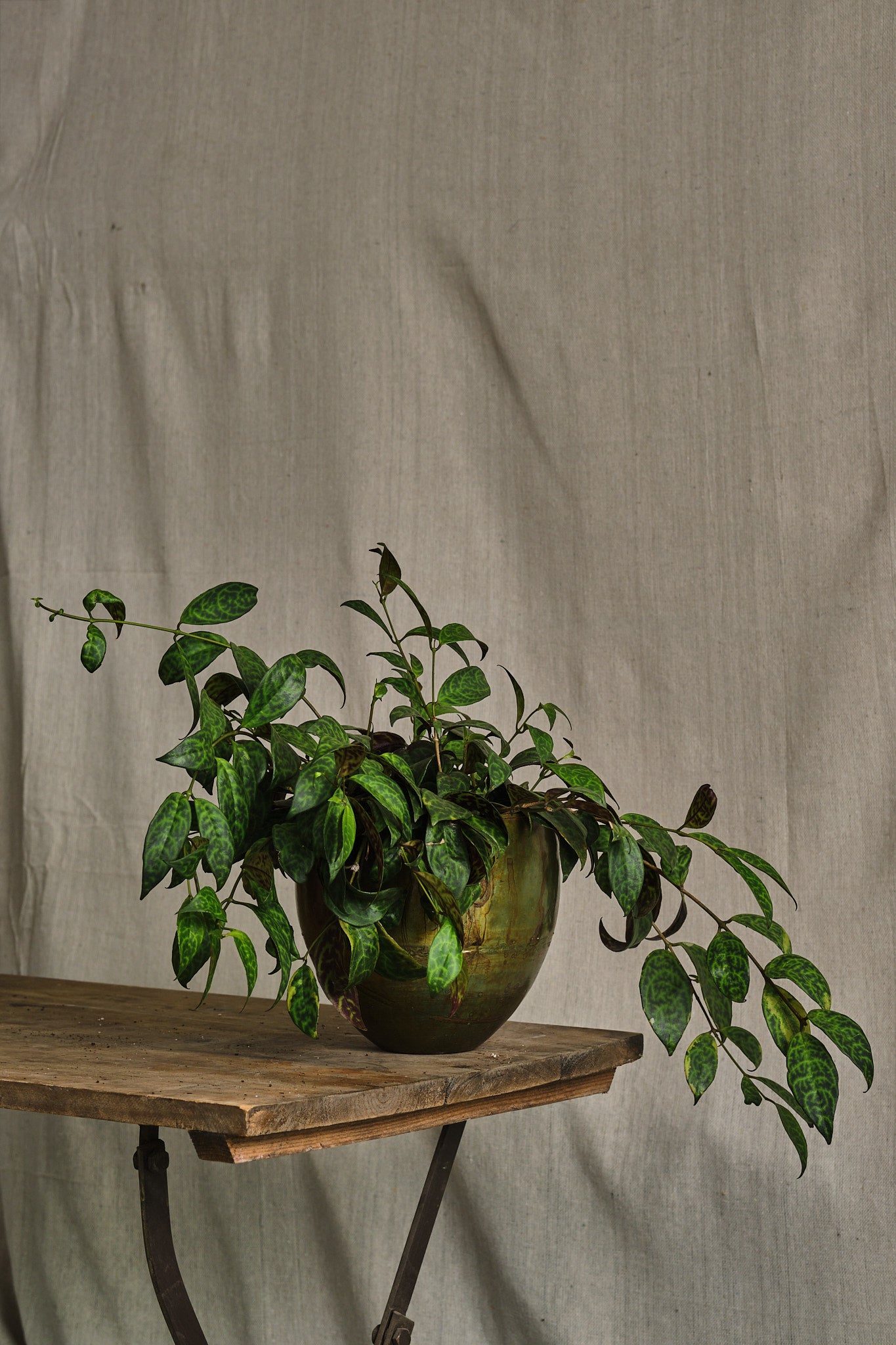 Buy Aeschynanthus Marmoratus Lipstick Plant - Rare Tropical Houseplant for Indoor Gardens & Home Decor