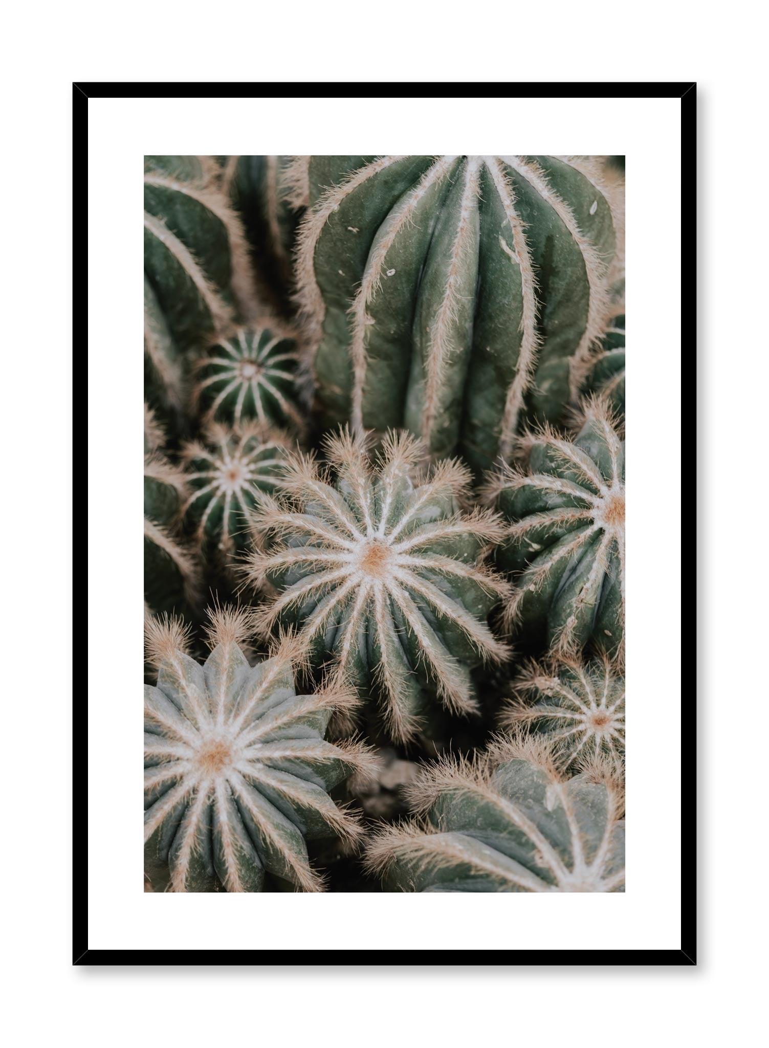 Cacti Poster - Desert Plant Wall Art for Home & Office Decor - Perfect for Living Room, Bedroom, or Workspace
