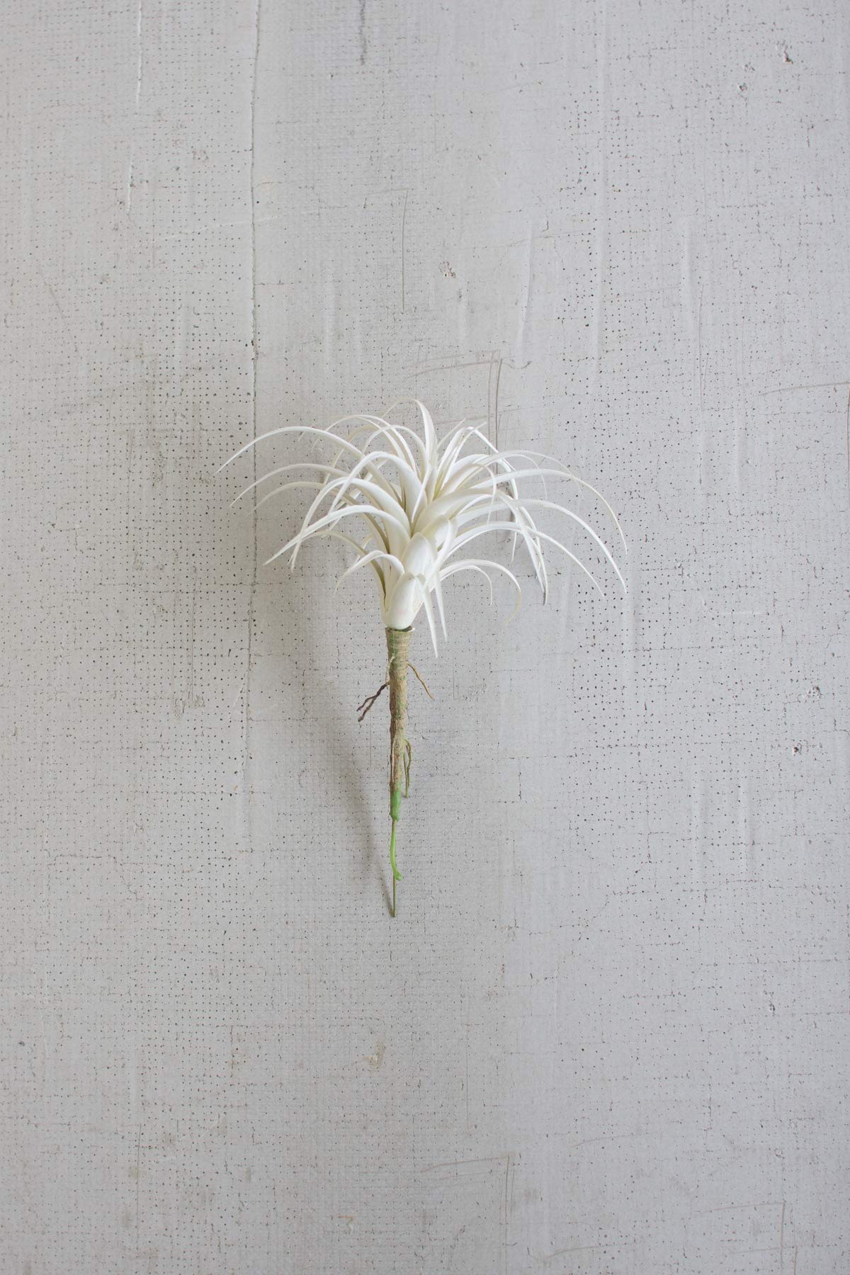 Kalalou Small White Air Plant - Low Maintenance Tillandsia for Home & Office Decor | Perfect for Terrariums, Wall Displays & Gifts