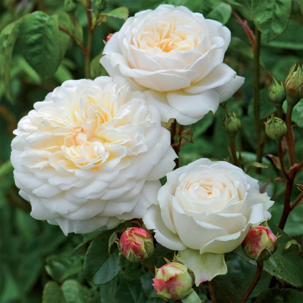 David Austin Tranquillity® White Heirloom Rose Bush - Live Outdoor Rose Plant for Gardens, Landscaping & Romantic Wedding Decor