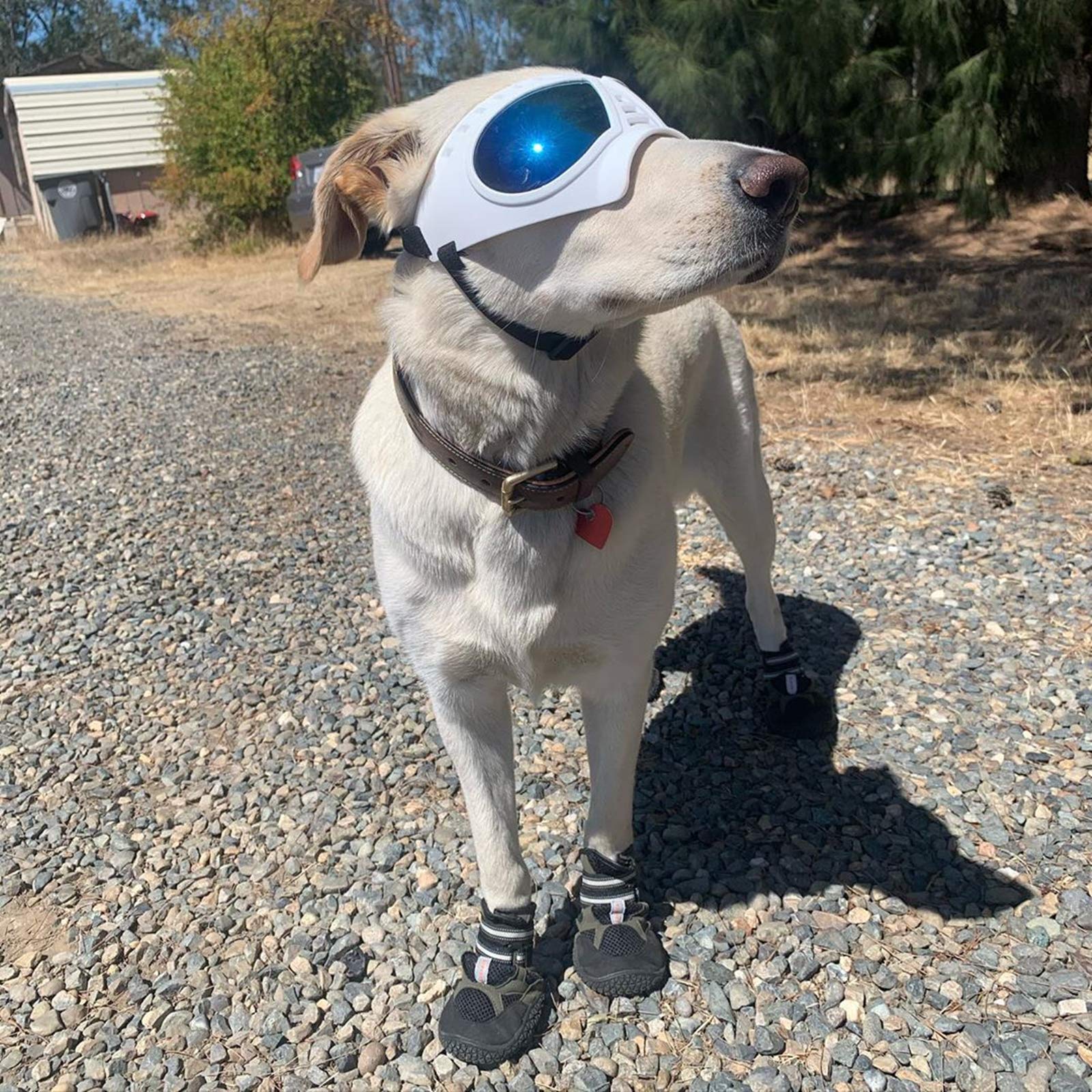 Tactical Dog Goggles for Large Dogs - UV Protection Sunglasses with Soft Frame & Adjustable Strap for Summer Driving & Winter Snow - White Pet Eye Protection for Medium to Large Breed Dogs
