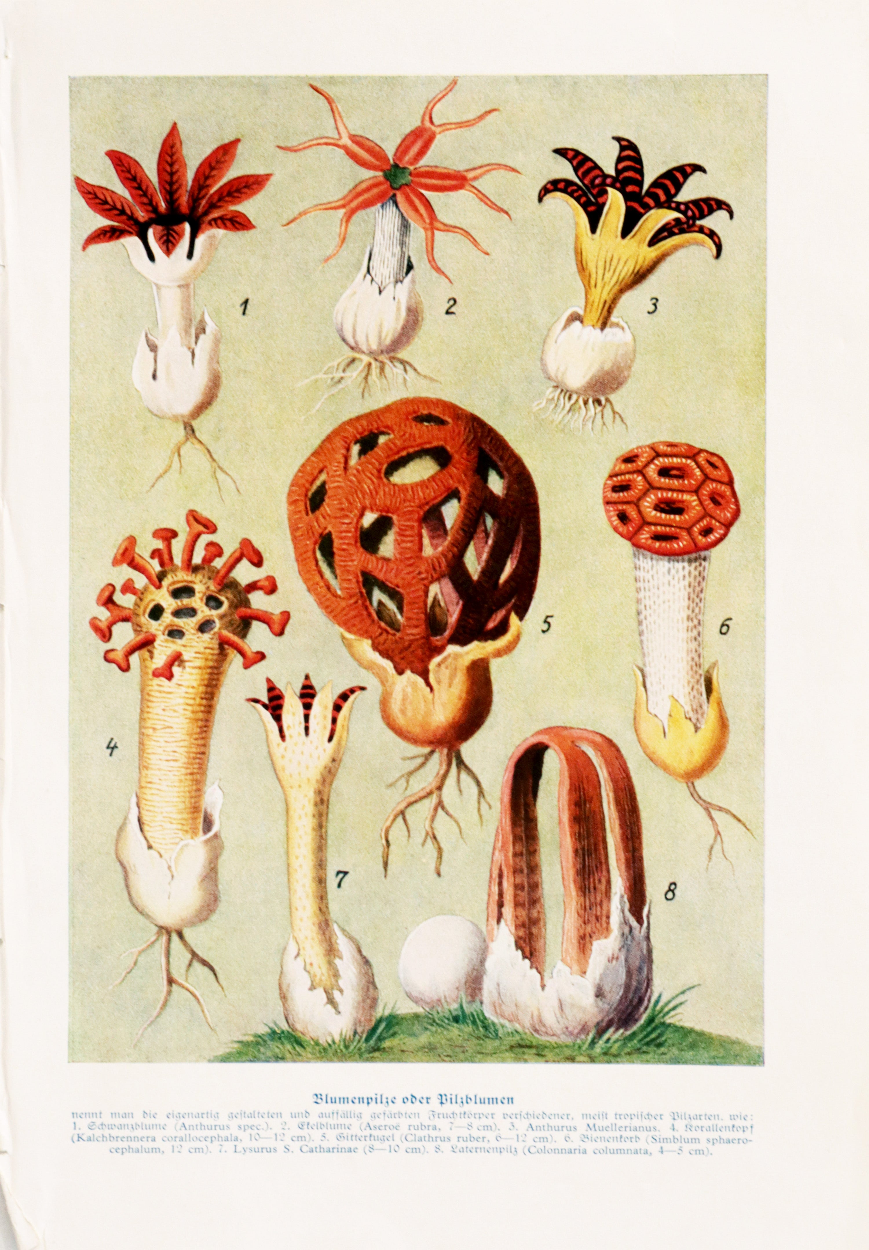 Vintage 1929 German Double-Sided Botanical Print - Flowers & Shelducks Wall Art for Home Decor | Antique Nature Illustration for Living Room, Bedroom or Office