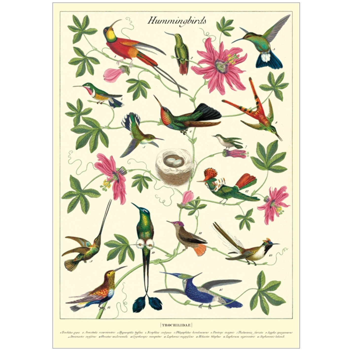 Hummingbird Wraps - Decorative Bird-Themed Gift Wrapping Paper for Birthdays, Parties & Home Decor | Perfect for DIY Crafts, Scrapbooking & Present Wrapping
