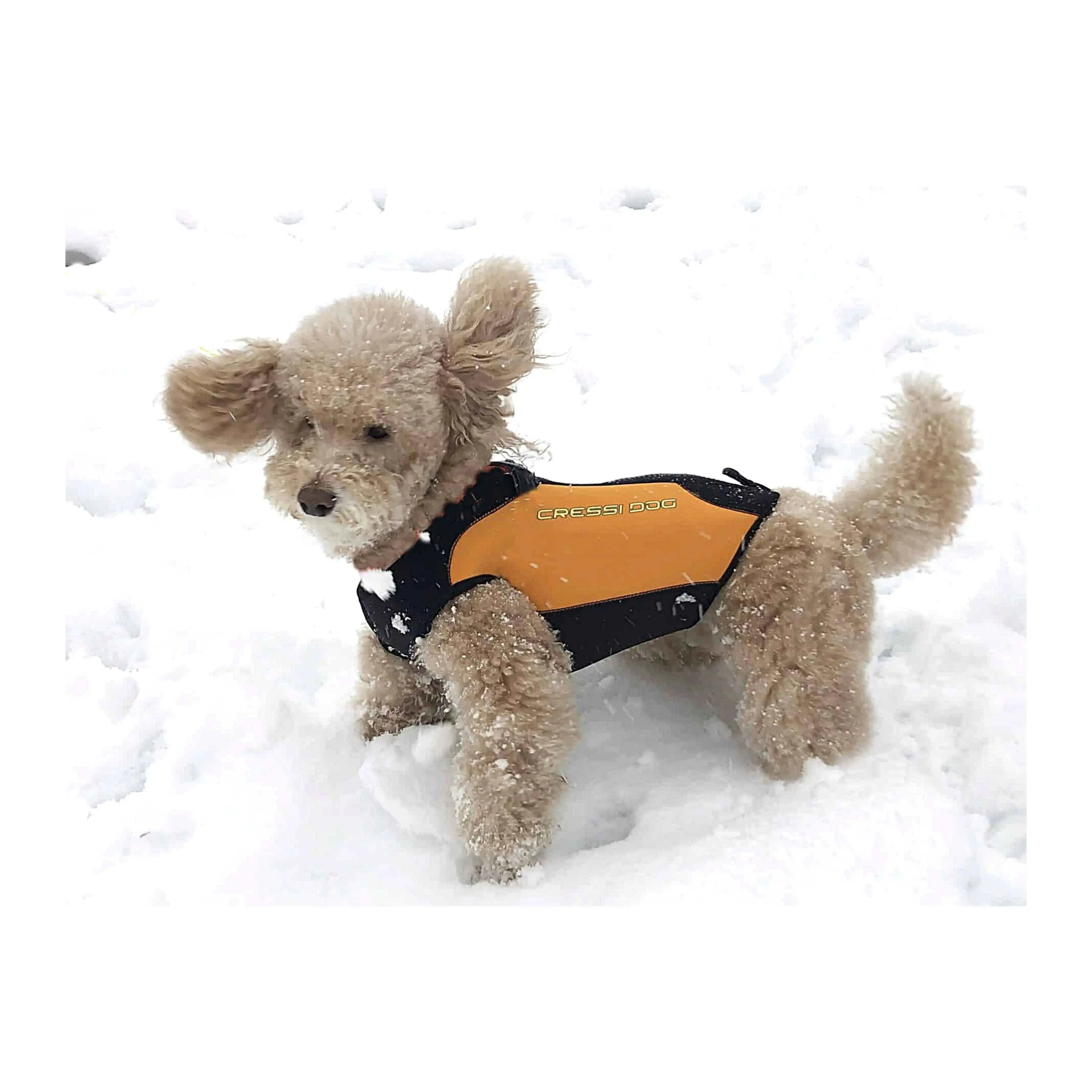 CRESSI Small Dog Wetsuit for Swimming & Water Sports - Neoprene Pet Wetsuit for Beach, Pool & Outdoor Adventures