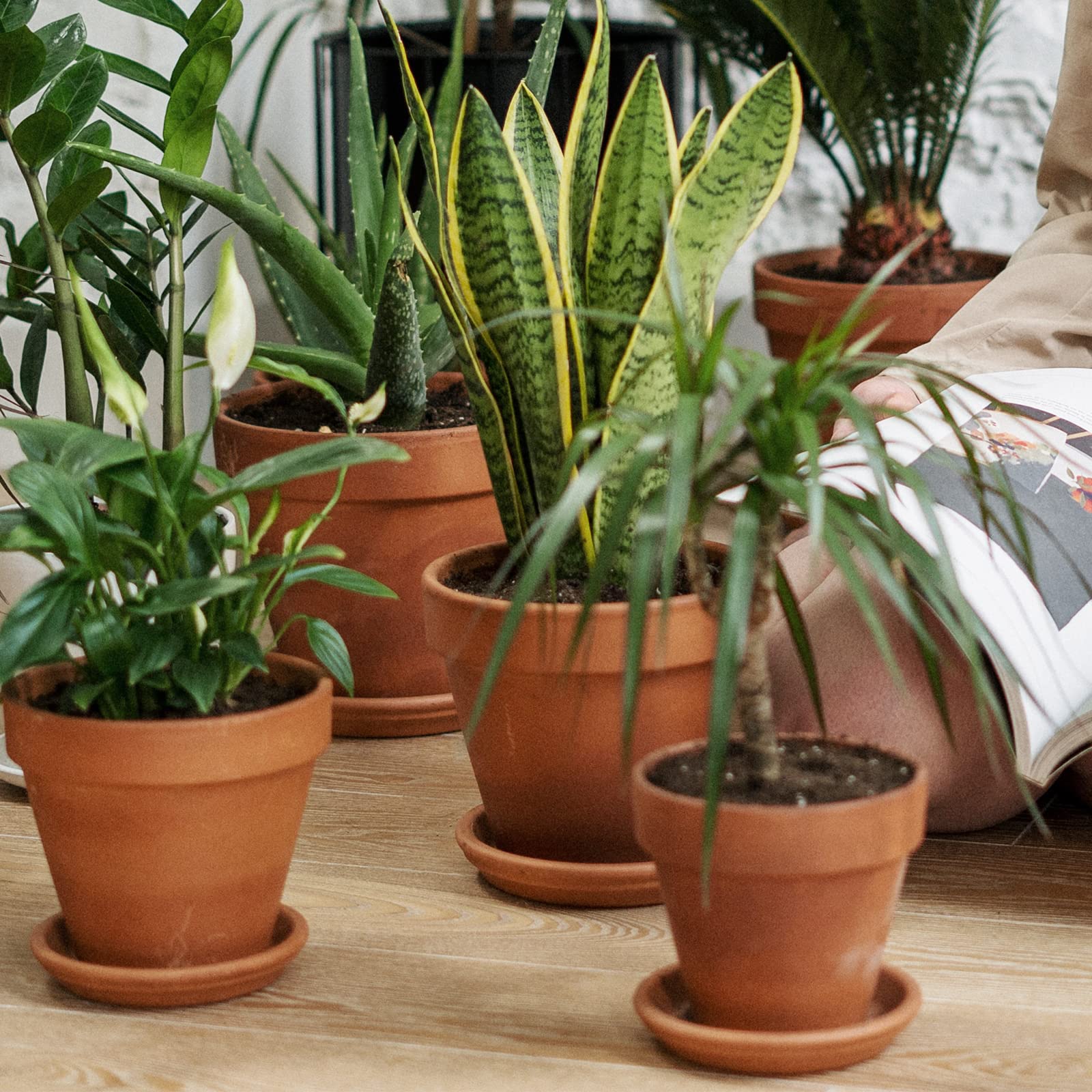 INGOFIN 2-Pack Terracotta Clay Planters with Saucers - 8 Inch Ceramic Flower Pots with Drainage Hole for Indoor Outdoor Plants, Succulents, Herbs, Cacti | Perfect for Home Garden, Balcony Decor, Office Desk & Gift Giving