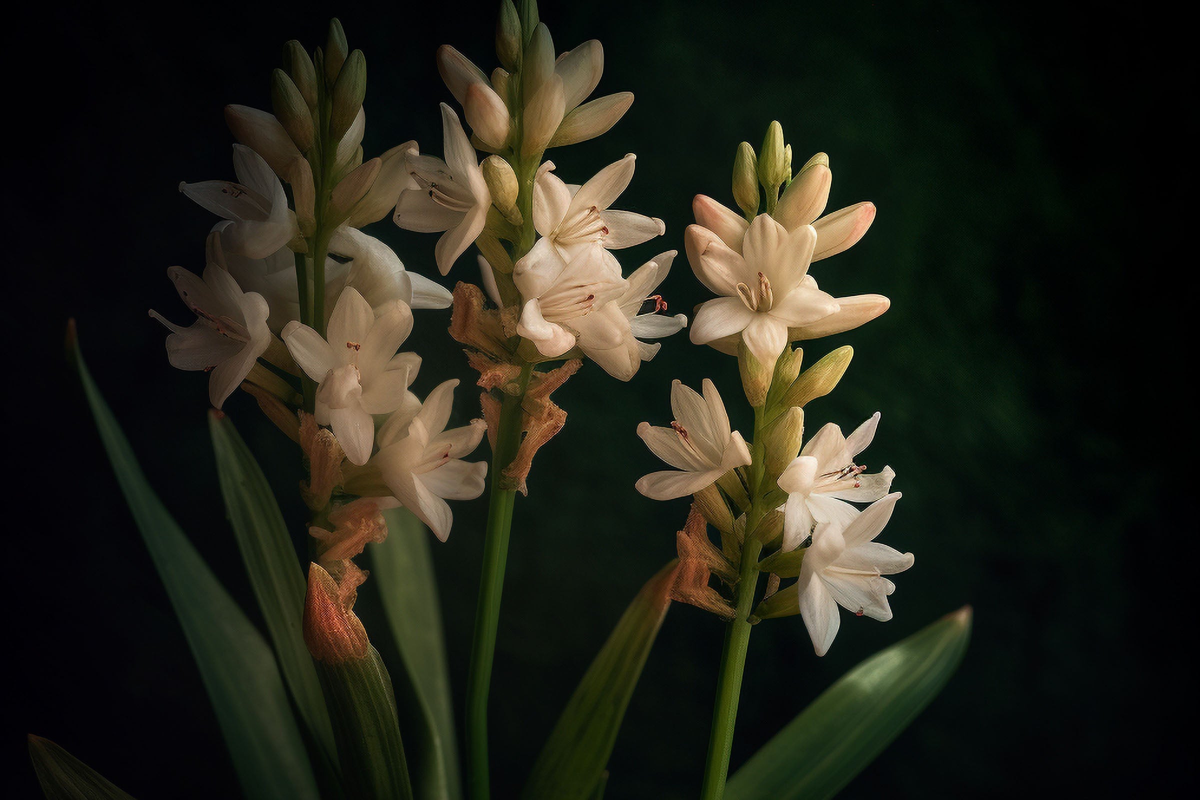 Premium Tuberose Fragrance Oil for Home Diffusers, Candles & Soap Making - Floral Scented Essential Oil for Aromatherapy, Relaxation & Spa Use