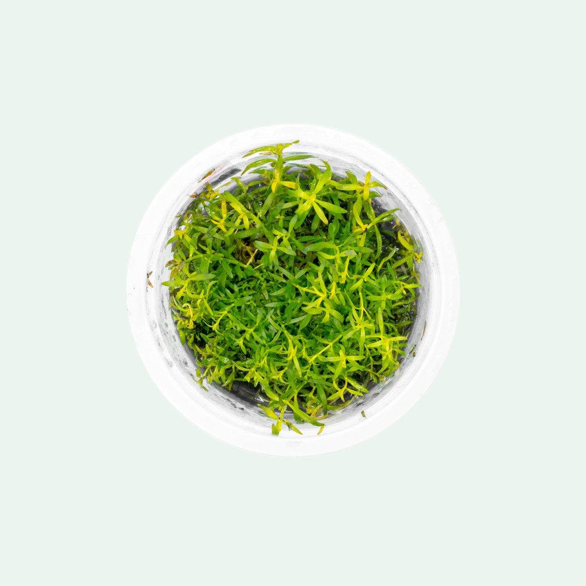 Ludwigia Arcuata Aquatic Plant for Aquariums - Live Freshwater Plant for Fish Tanks, Aquascaping & Aquatic Gardens - Perfect for Nano Tanks, Planted Aquariums & Underwater Landscapes