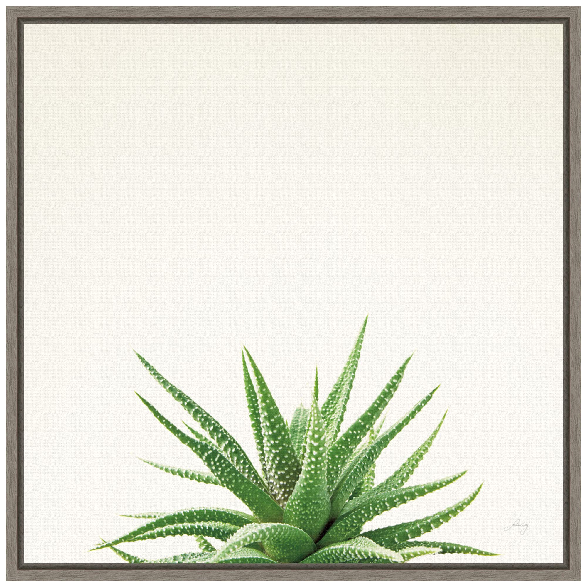 Amanti Art Framed Canvas Wall Art Print - Succulent Simplicity in Neutral Tones by Felicity Bradley, 16x16 Inches, Sylvie Greywash Frame - Perfect for Living Room, Bedroom & Office Decor