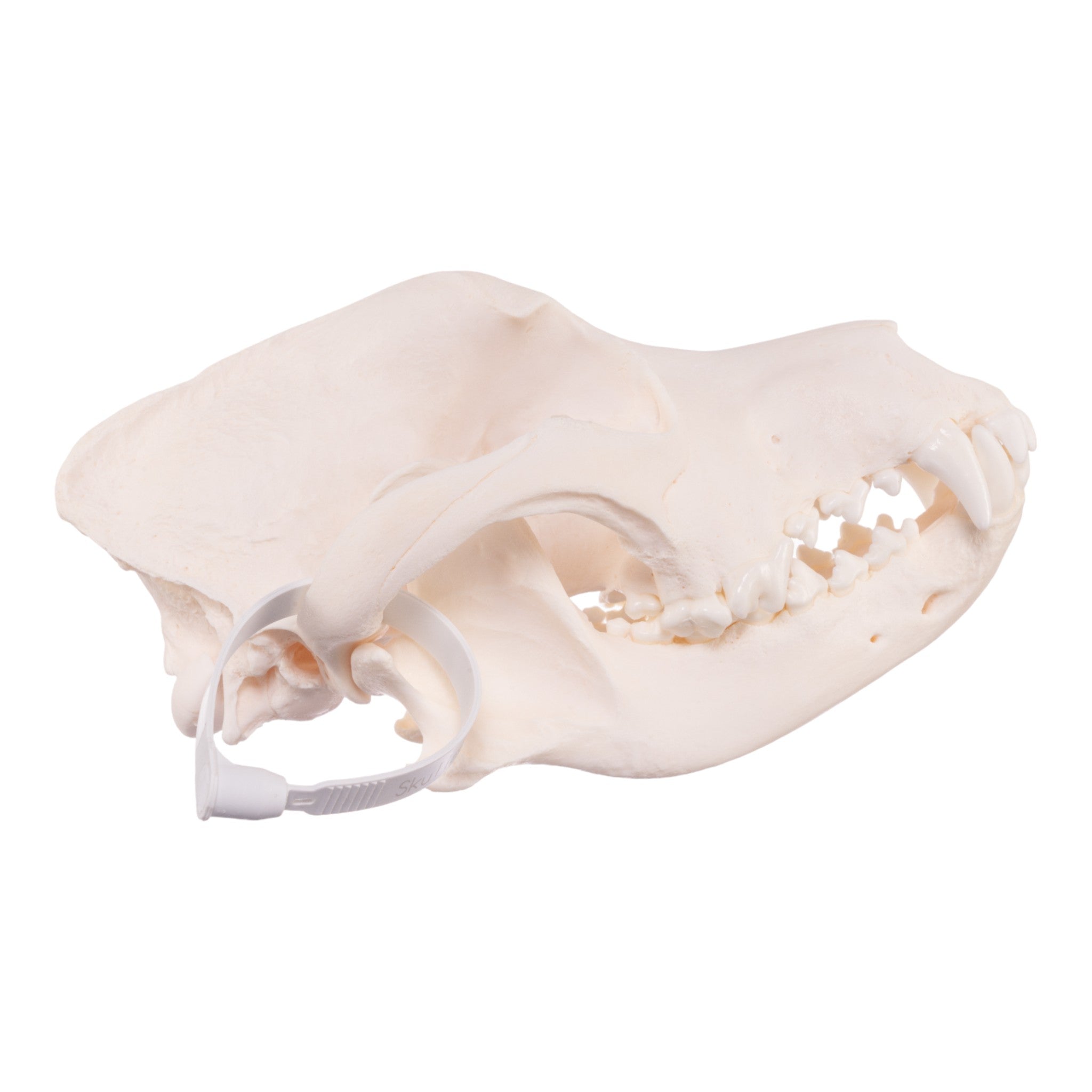 Authentic Rottweiler Dog Skull - Real Domestic Canine Specimen for Veterinary Study, Taxidermy & Halloween Decor