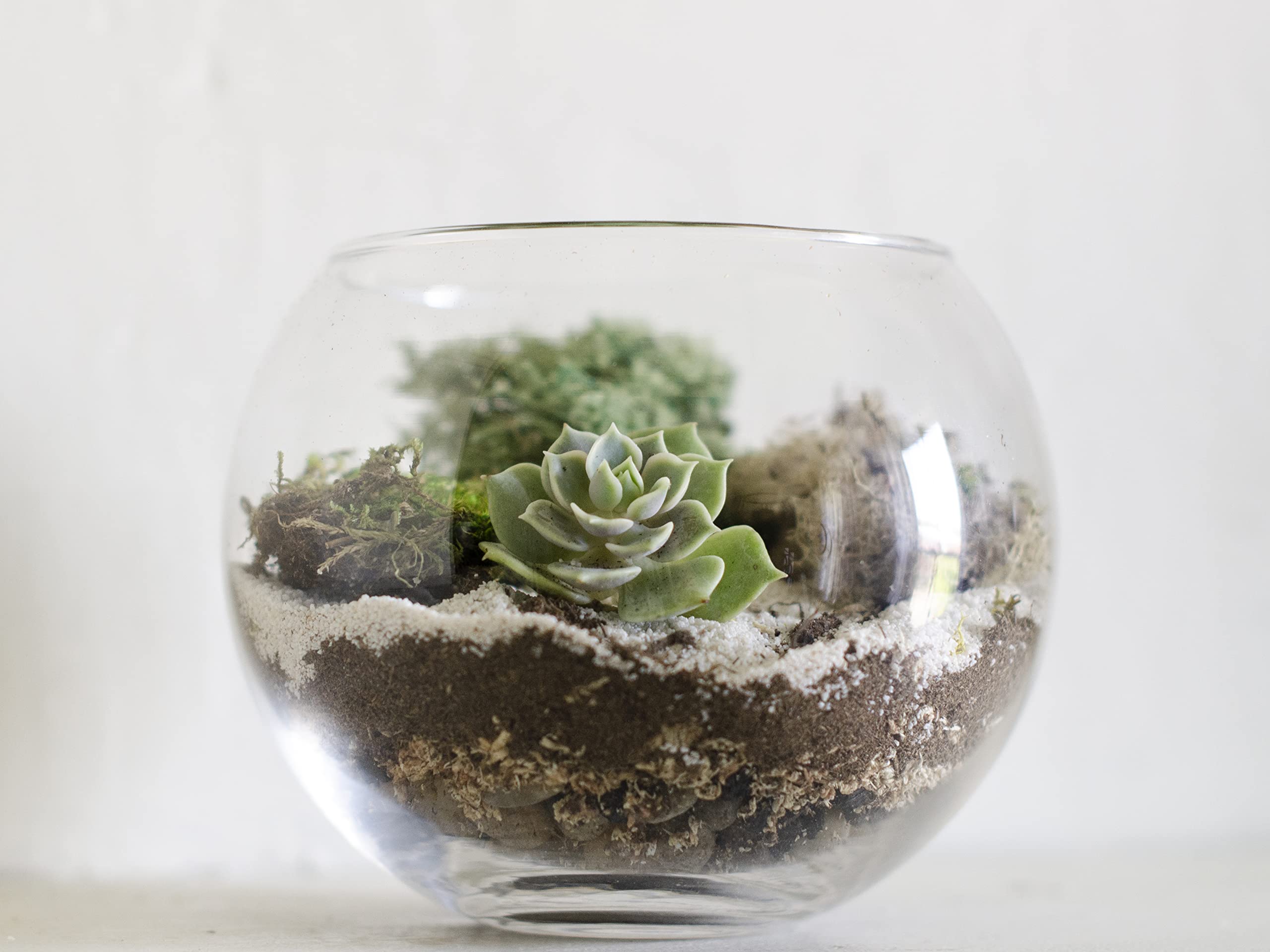 DIY Succulent Terrarium Kit with White Sand & Moss - Glass Bowl Planter for Home Decor, Office Desk, or Gift Idea