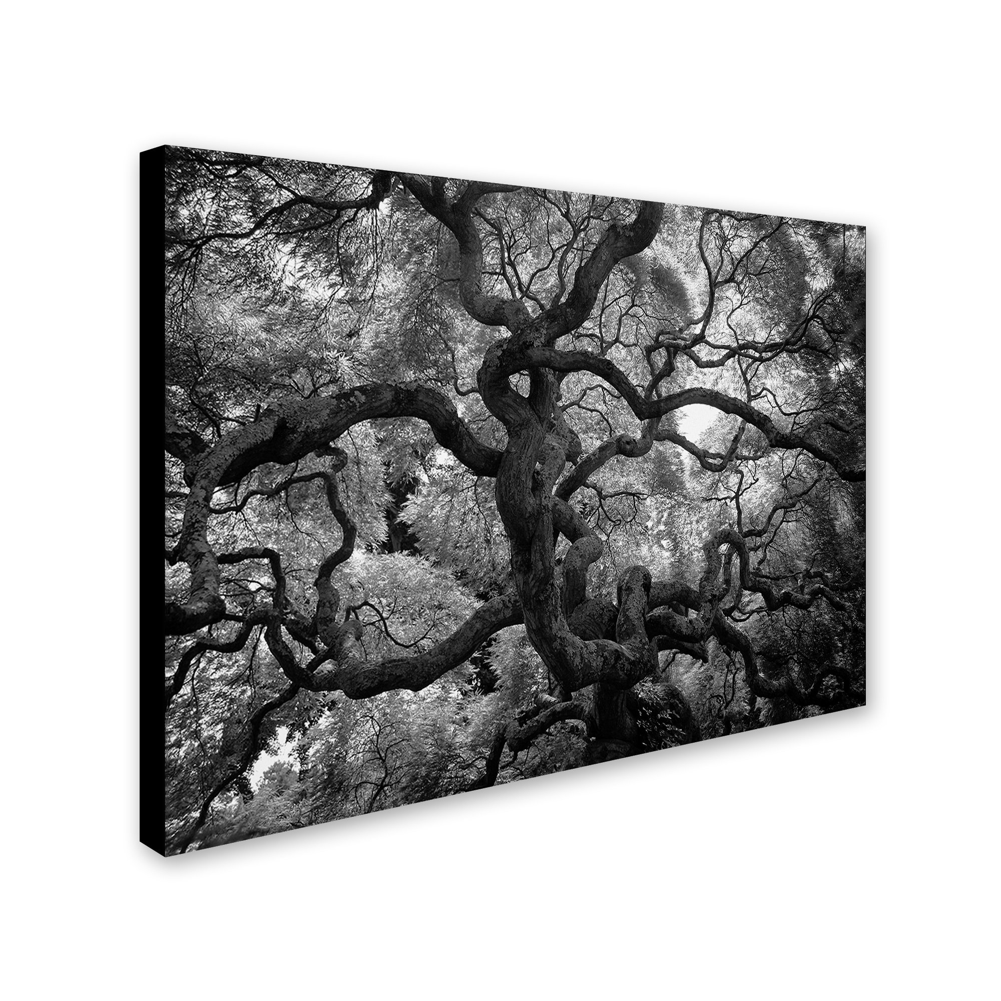 Trademark Art CATeyes Motivations Canvas Wall Art - 16x24 Inches - Inspirational Home Decor for Living Room, Bedroom & Office