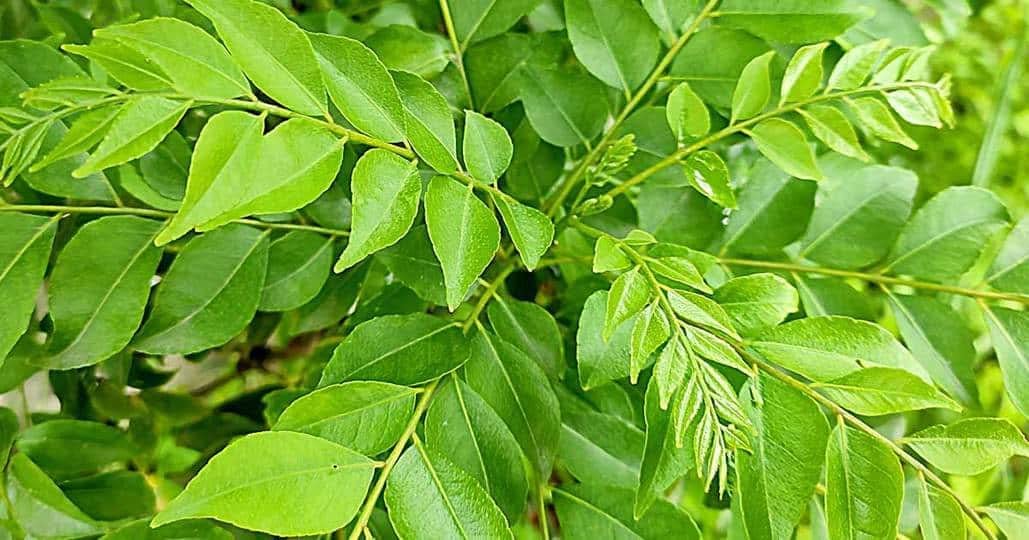 Fresh Live Kadi Patta/Mitha Neem Curry Leaves Plant in Pot - Outdoor Herb Garden Plant (Murraya koenigii) - Perfect for Indian Cooking, Ayurvedic Remedies & Home Gardening