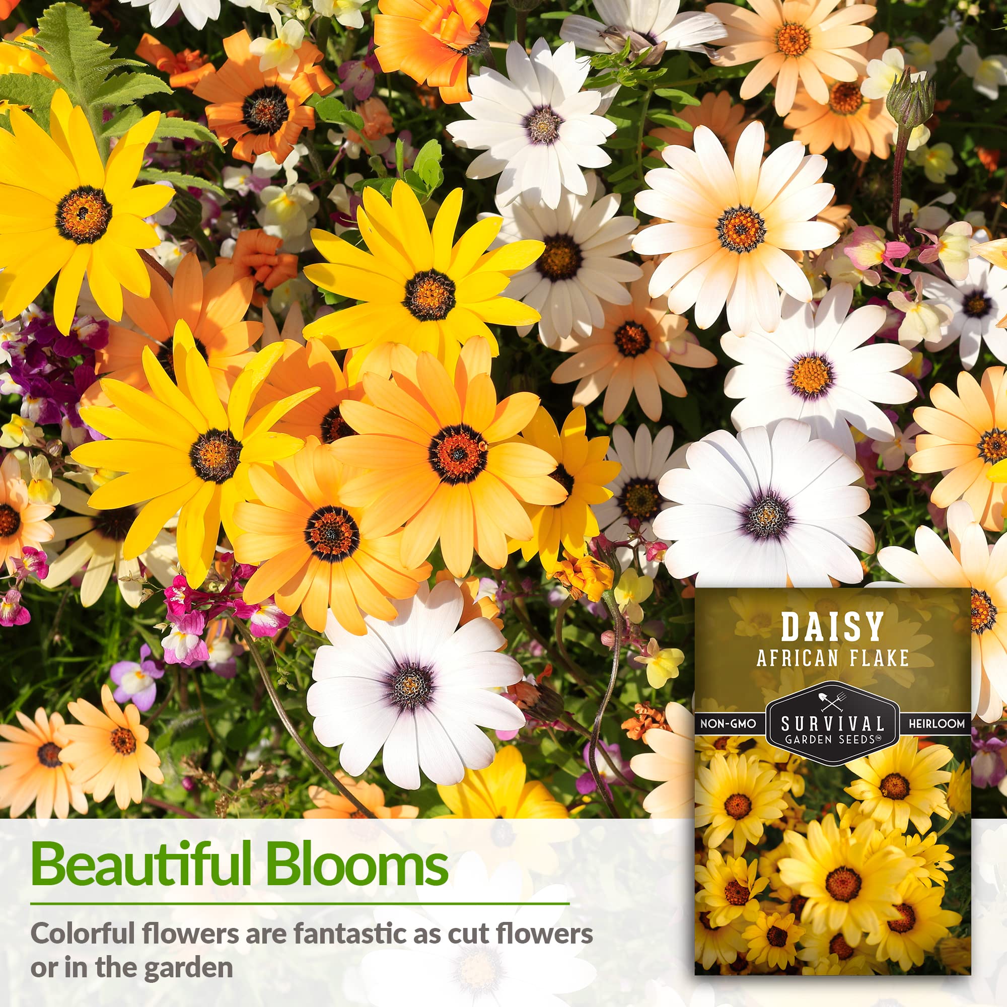 1 Pack African Flake Daisy Seeds - Non-GMO Heirloom Flower Seeds for Planting with Growing Instructions - Grow Vibrant Purple-Centered Daisies in Home Garden, Containers or Landscaping - Perfect for Flower Beds, Borders and Pollinator Gardens