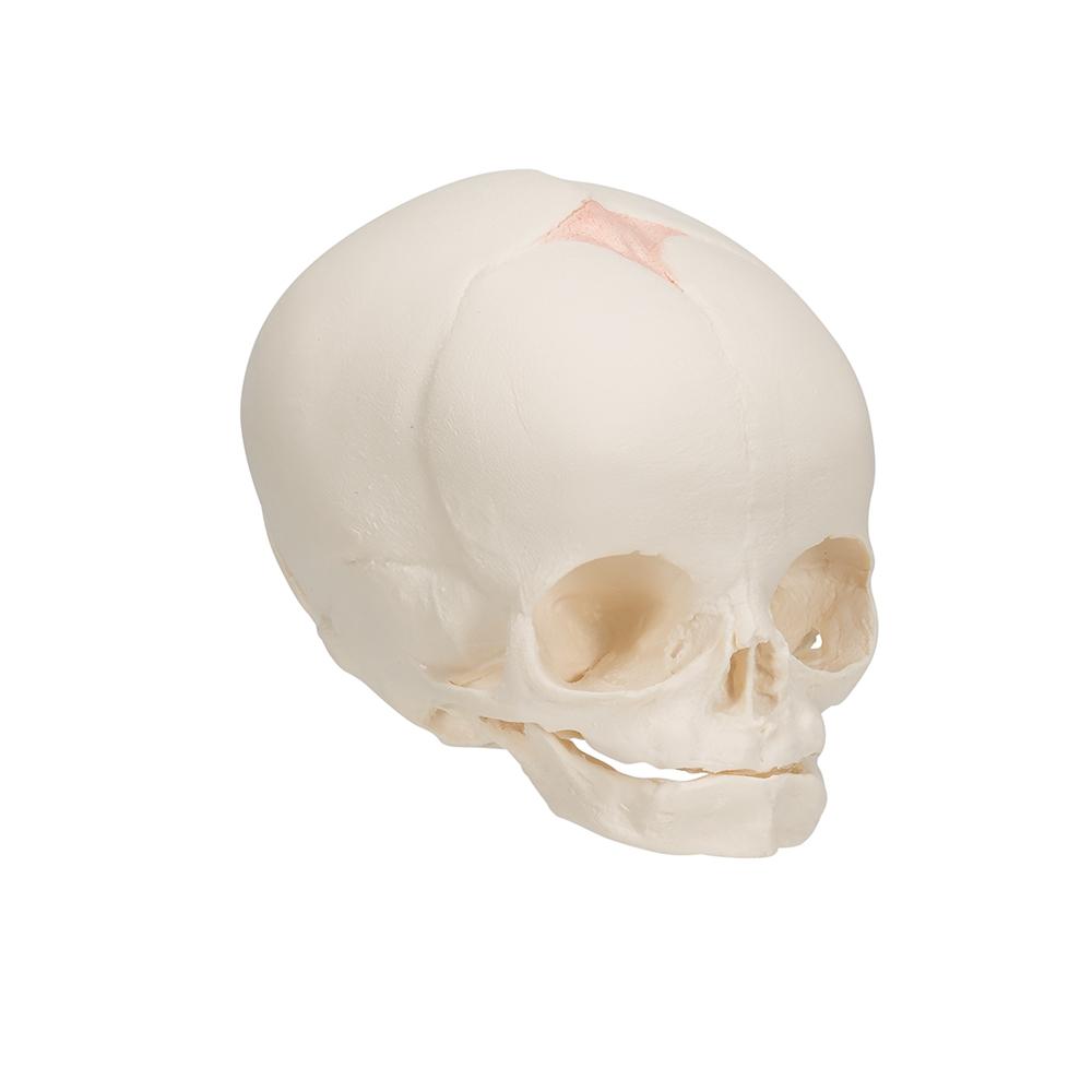 30 Week Fetal Skull Model - Accurate Pregnancy Development Anatomy for Medical Students & Educators | Perfect for Classrooms, Labs & Study