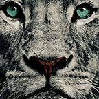 Lion 1