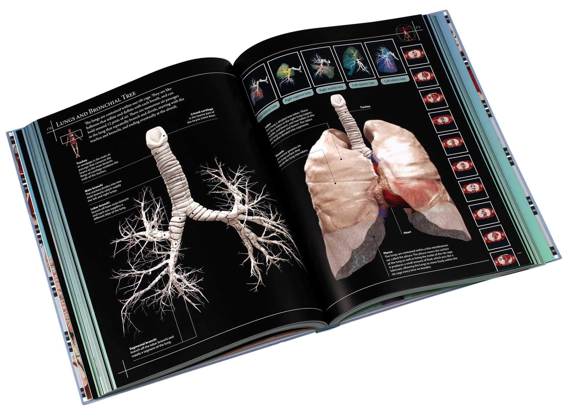 Anatomy 360: The Ultimate Visual Guide to the Human Body - Perfect for Medical Students, Artists & Anatomy Enthusiasts