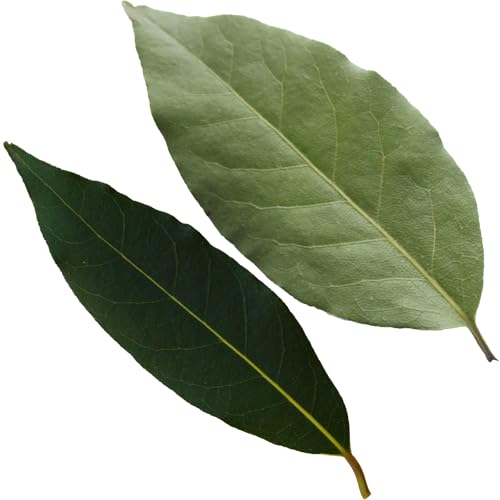 std-hubbard-bayleaf