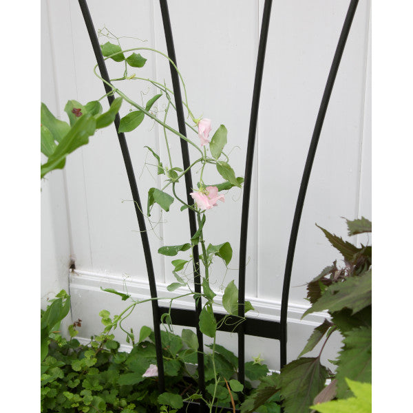 56 Inch Garden Trellis for Climbing Plants - Rustic Metal Fan Trellis for Outdoor Vine Support, Wall Decor & Backyard Landscaping - Perfect for Roses, Ivy & Flowering Vines